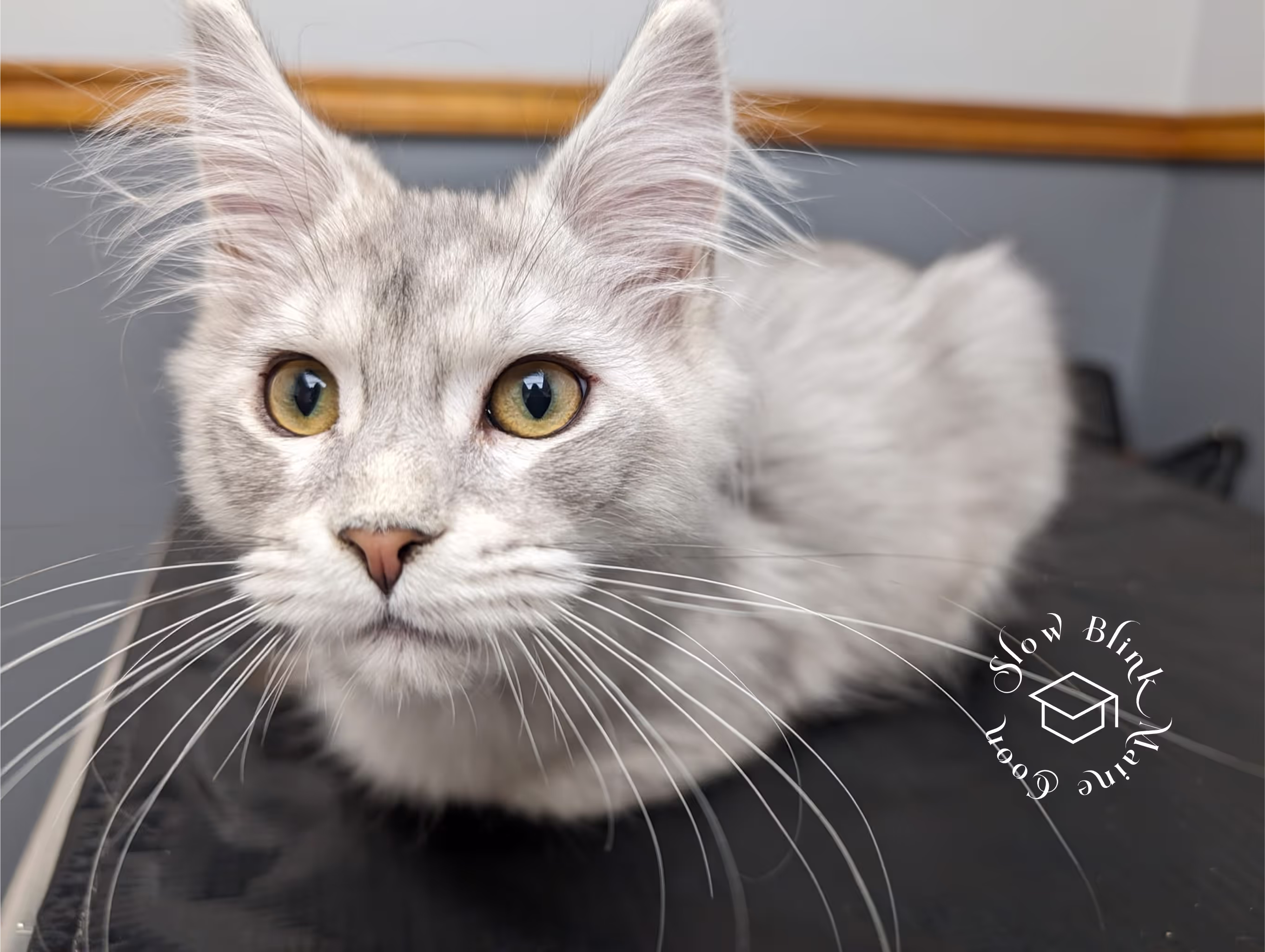 high silver | maine coon kitten | black silver tabby | ems code mco ems 22 | male Customer Pictures of their Maine Coon Cats and Kittens who "Graduated" from SlowBlink MaineCoons > high silver | maine coon kitten | black silver tabby | ems code mco ems 22 | male | idx43