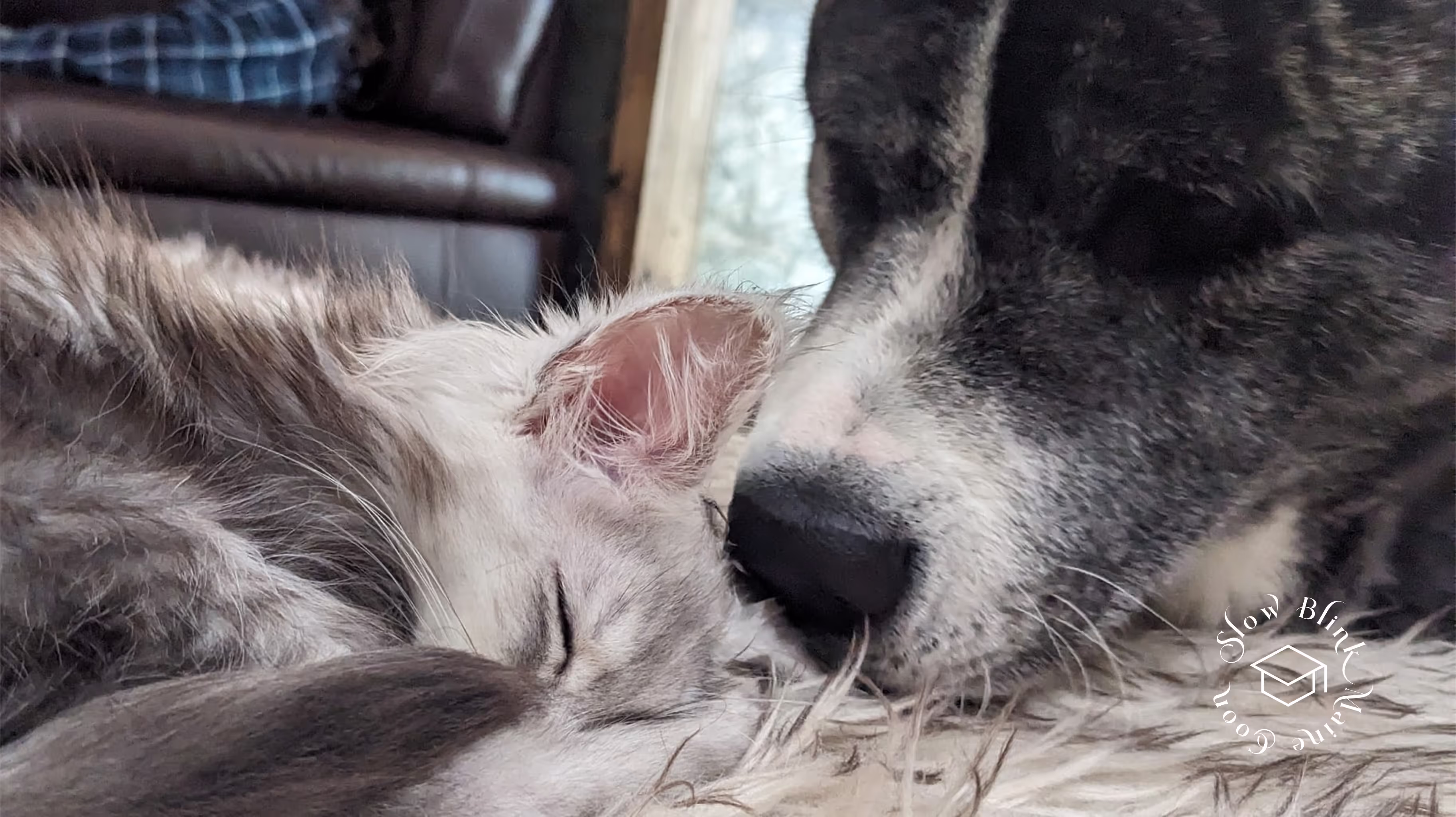 high silver | maine coon kitten | black silver tabby | ems code mco ems 22 | male Customer Pictures of their Maine Coon Cats and Kittens who "Graduated" from SlowBlink MaineCoons > high silver | maine coon kitten | black silver tabby | ems code mco ems 22 | male | idx44