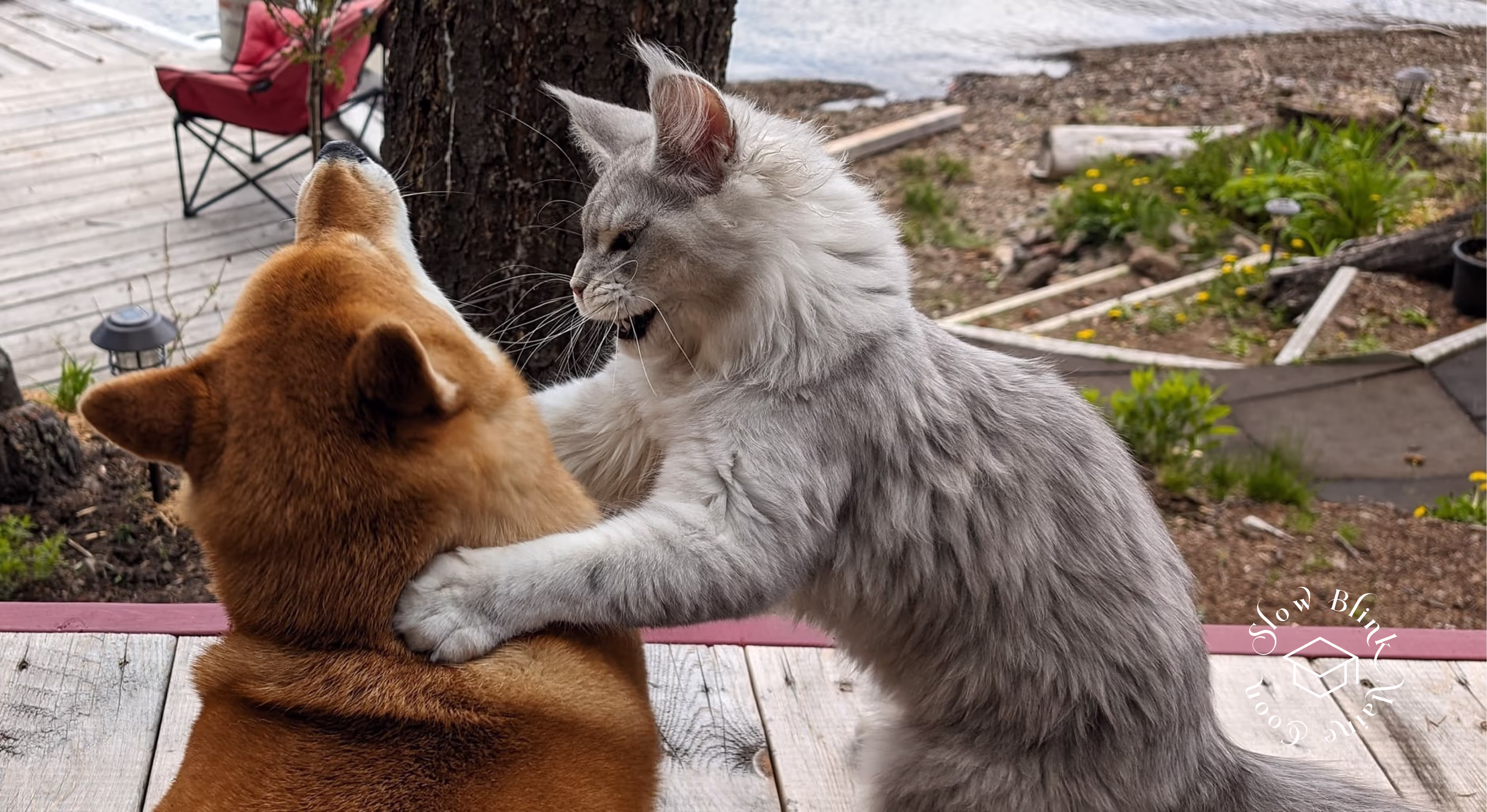 high silver | maine coon kitten | black silver tabby | ems code mco ems 22 | male Customer Pictures of their Maine Coon Cats and Kittens who "Graduated" from SlowBlink MaineCoons > high silver | maine coon kitten | black silver tabby | ems code mco ems 22 | male | idx45