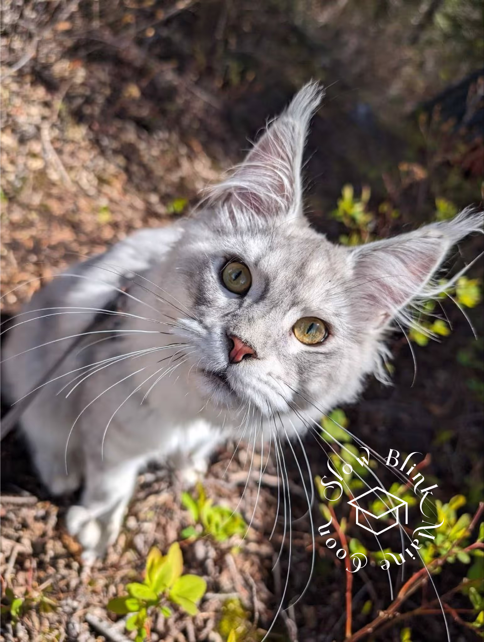 high silver | maine coon kitten | black silver tabby | ems code mco ems 22 | male Customer Pictures of their Maine Coon Cats and Kittens who "Graduated" from SlowBlink MaineCoons > high silver | maine coon kitten | black silver tabby | ems code mco ems 22 | male | idx46