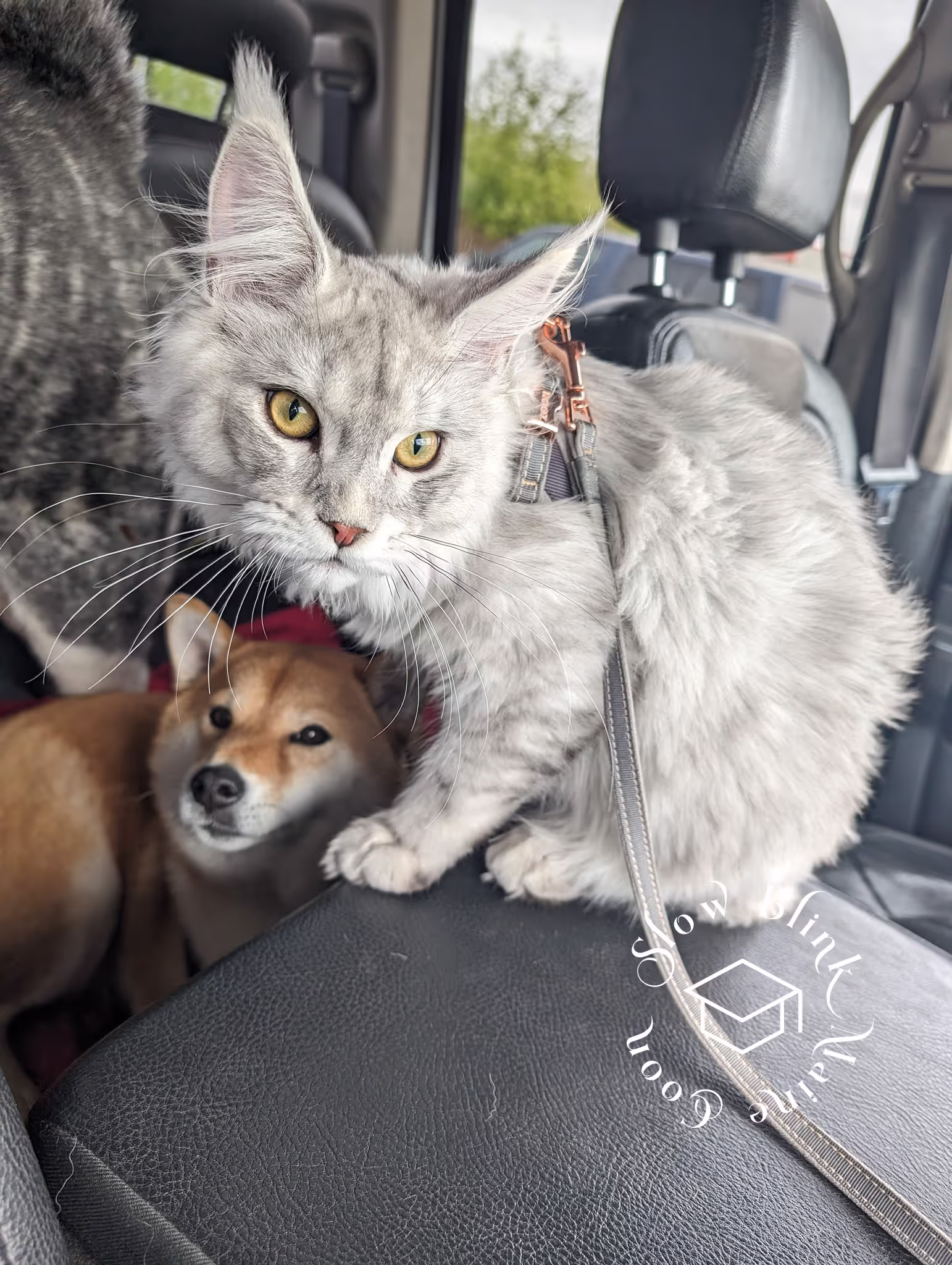 high silver | maine coon kitten | black silver tabby | ems code mco ems 22 | male Customer Pictures of their Maine Coon Cats and Kittens who "Graduated" from SlowBlink MaineCoons > high silver | maine coon kitten | black silver tabby | ems code mco ems 22 | male | idx47