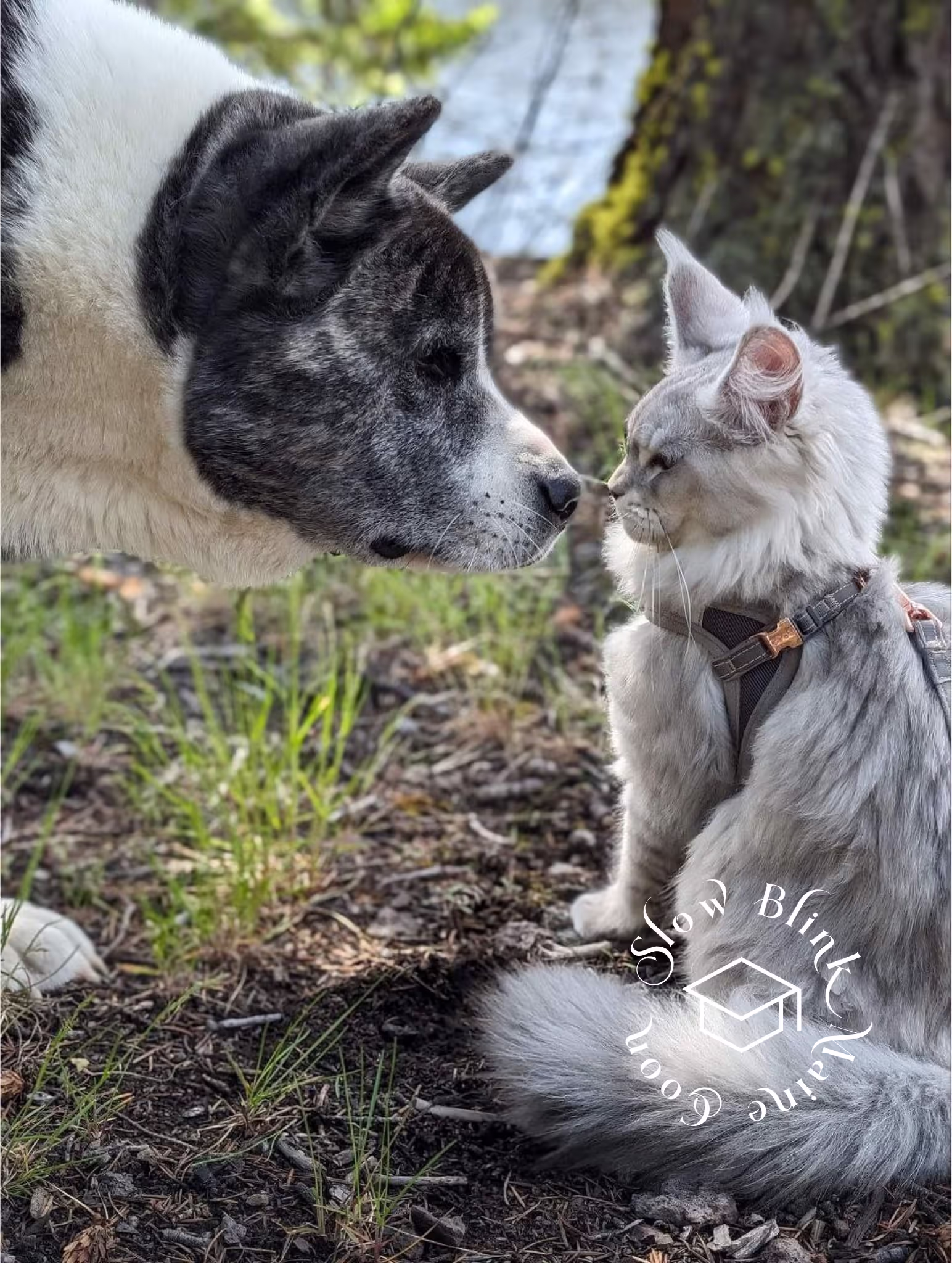 high silver | maine coon kitten | black silver tabby | ems code mco ems 22 | male Customer Pictures of their Maine Coon Cats and Kittens who "Graduated" from SlowBlink MaineCoons > high silver | maine coon kitten | black silver tabby | ems code mco ems 22 | male | idx49