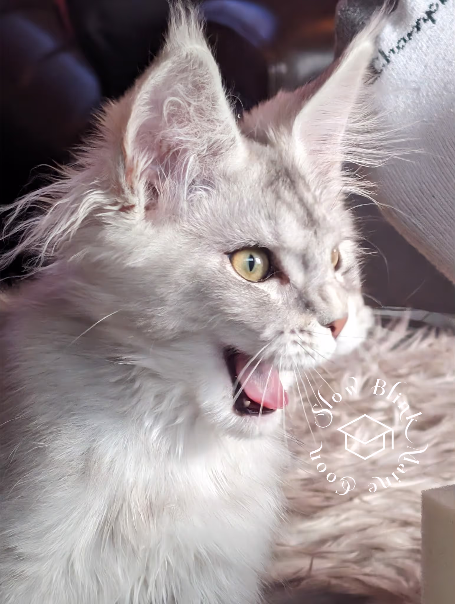 high silver | maine coon kitten | black silver tabby | ems code mco ems 22 | male Customer Pictures of their Maine Coon Cats and Kittens who "Graduated" from SlowBlink MaineCoons > high silver | maine coon kitten | black silver tabby | ems code mco ems 22 | male | idx50