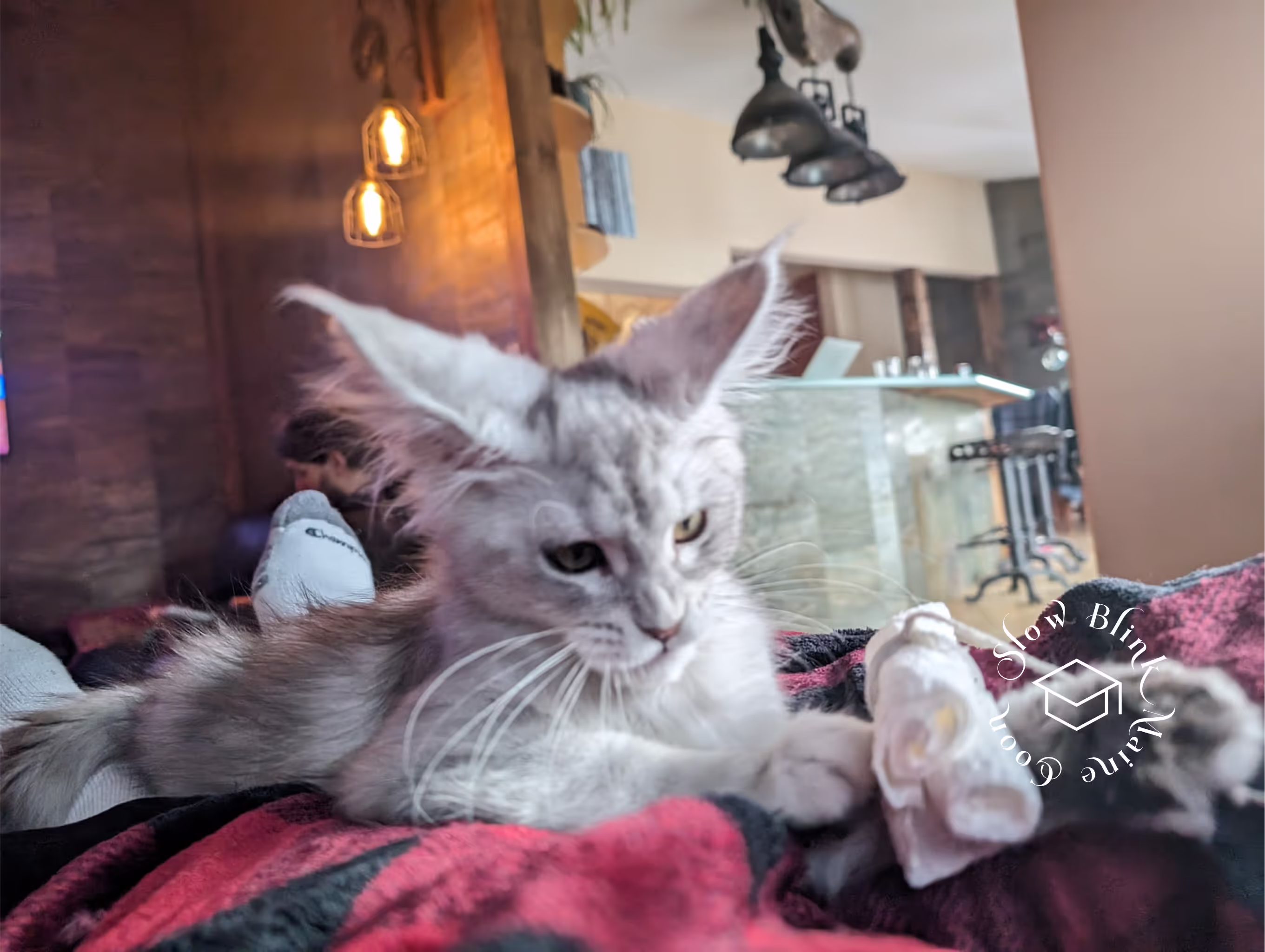 high silver | maine coon kitten | black silver tabby | ems code mco ems 22 | male Customer Pictures of their Maine Coon Cats and Kittens who "Graduated" from SlowBlink MaineCoons > high silver | maine coon kitten | black silver tabby | ems code mco ems 22 | male | idx52