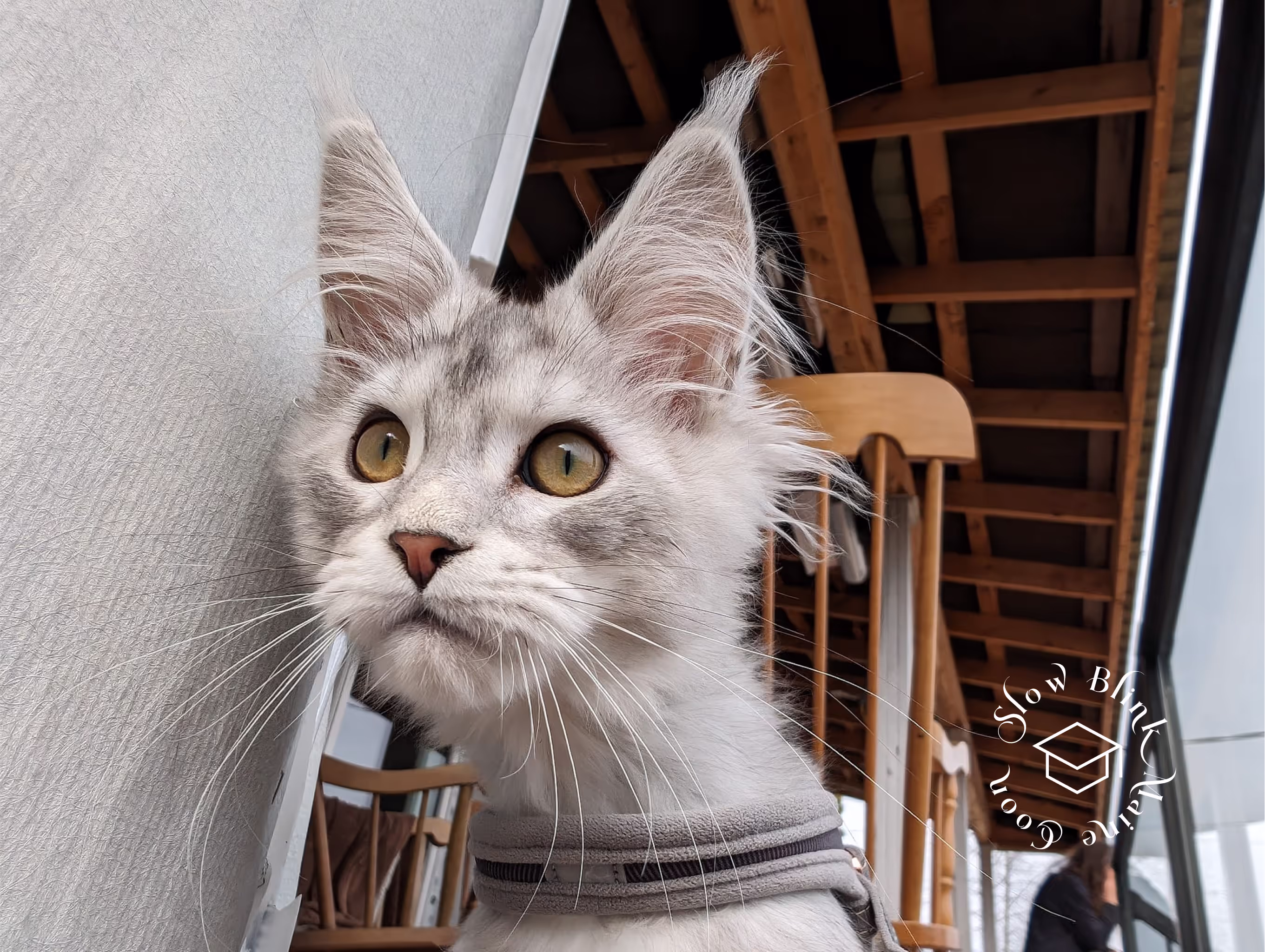high silver | maine coon kitten | black silver tabby | ems code mco ems 22 | male Customer Pictures of their Maine Coon Cats and Kittens who "Graduated" from SlowBlink MaineCoons > high silver | maine coon kitten | black silver tabby | ems code mco ems 22 | male | idx53