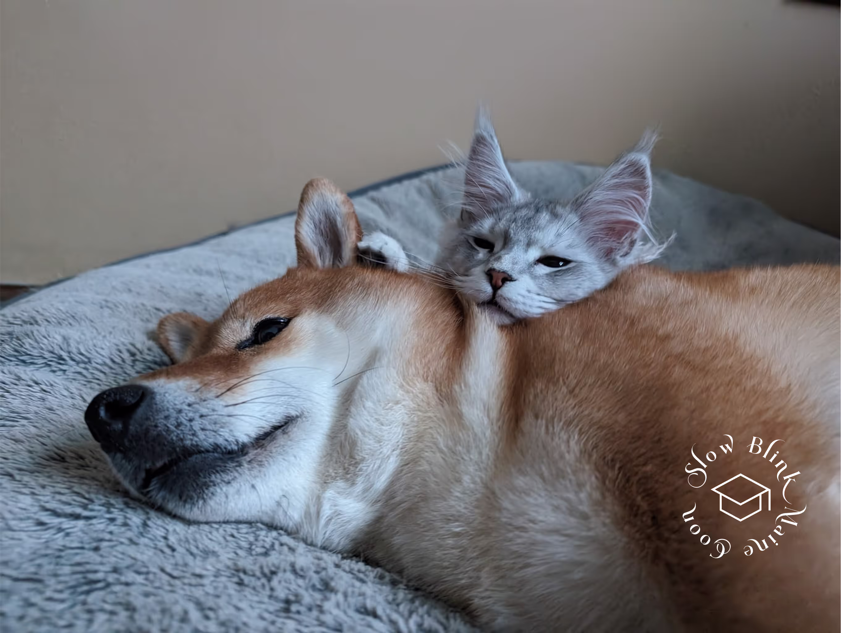 high silver | maine coon kitten | black silver tabby | ems code mco ems 22 | male Customer Pictures of their Maine Coon Cats and Kittens who "Graduated" from SlowBlink MaineCoons > high silver | maine coon kitten | black silver tabby | ems code mco ems 22 | male | idx54