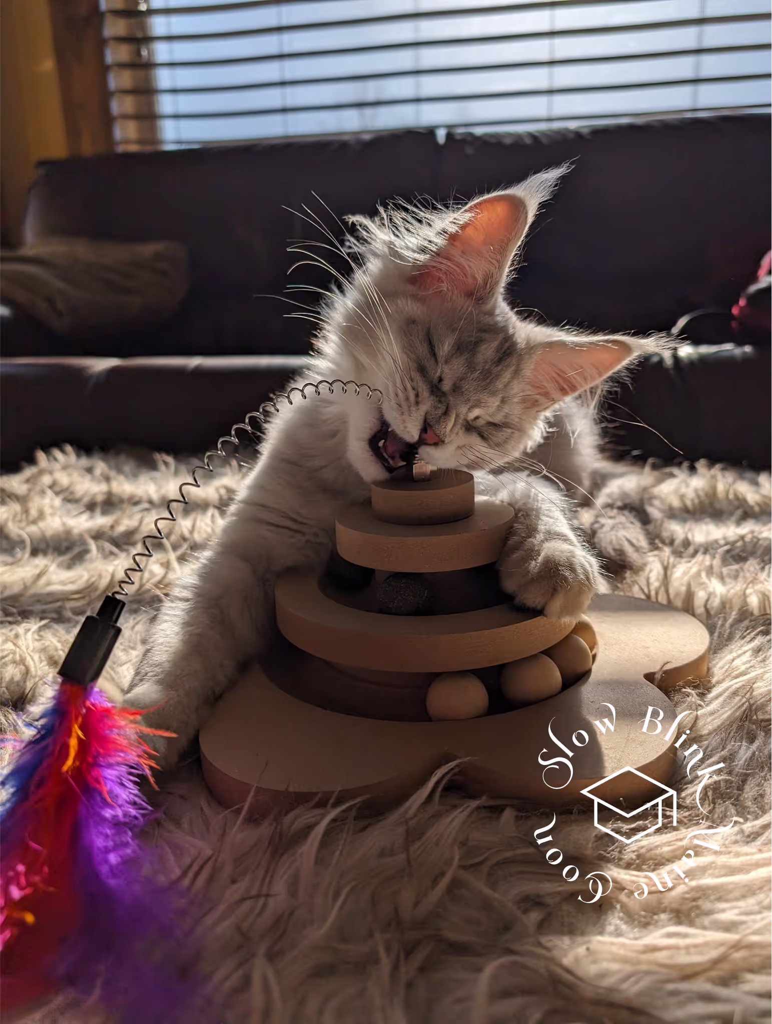 high silver | maine coon kitten | black silver tabby | ems code mco ems 22 | male Customer Pictures of their Maine Coon Cats and Kittens who "Graduated" from SlowBlink MaineCoons > high silver | maine coon kitten | black silver tabby | ems code mco ems 22 | male | idx55