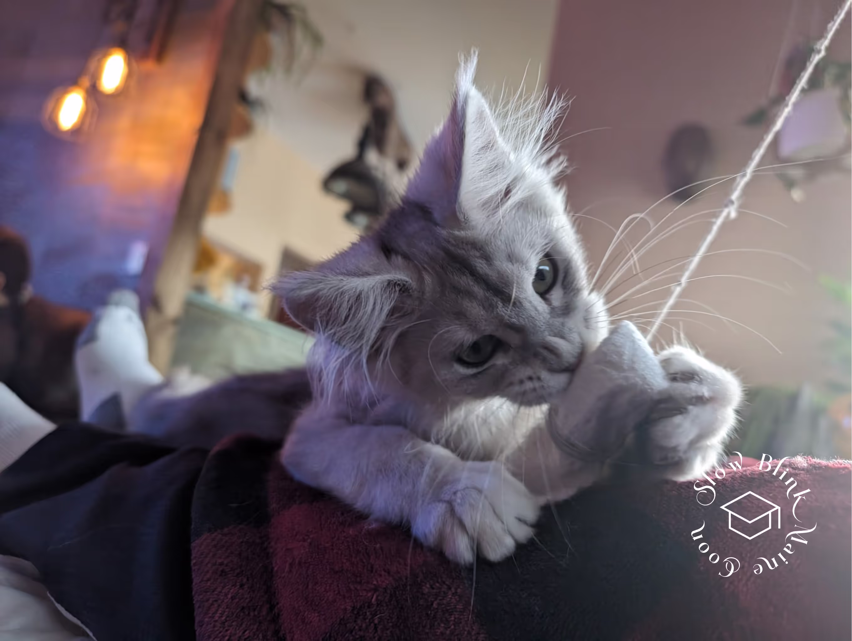 high silver | maine coon kitten | black silver tabby | ems code mco ems 22 | male Customer Pictures of their Maine Coon Cats and Kittens who "Graduated" from SlowBlink MaineCoons > high silver | maine coon kitten | black silver tabby | ems code mco ems 22 | male | idx56