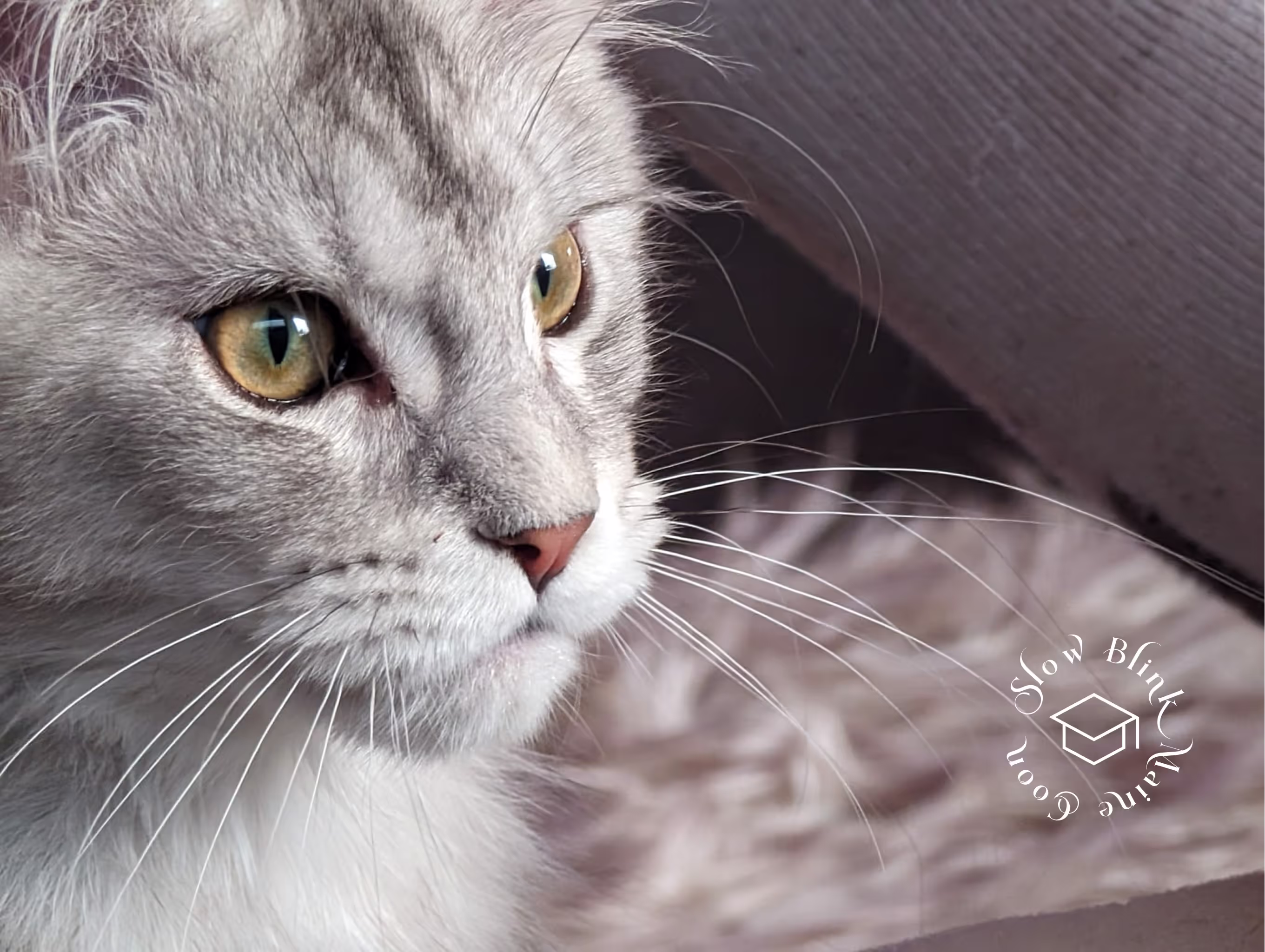 high silver | maine coon kitten | black silver tabby | ems code mco ems 22 | male Customer Pictures of their Maine Coon Cats and Kittens who "Graduated" from SlowBlink MaineCoons > high silver | maine coon kitten | black silver tabby | ems code mco ems 22 | male | idx58