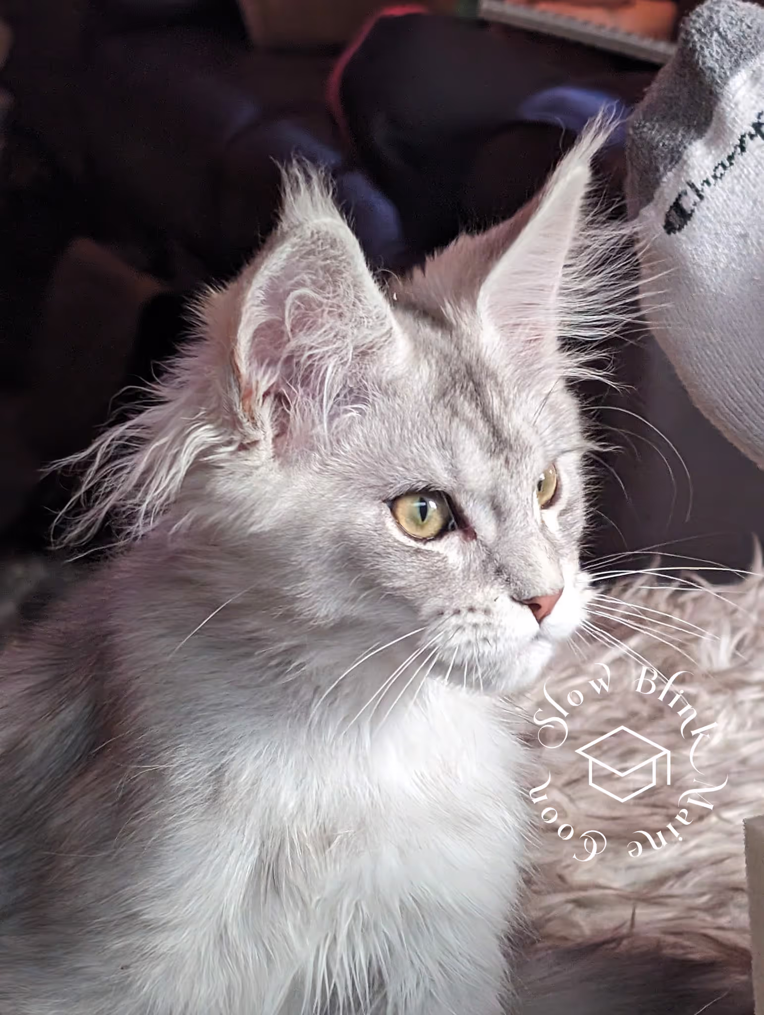 high silver | maine coon kitten | black silver tabby | ems code mco ems 22 | male Customer Pictures of their Maine Coon Cats and Kittens who "Graduated" from SlowBlink MaineCoons > high silver | maine coon kitten | black silver tabby | ems code mco ems 22 | male | idx59