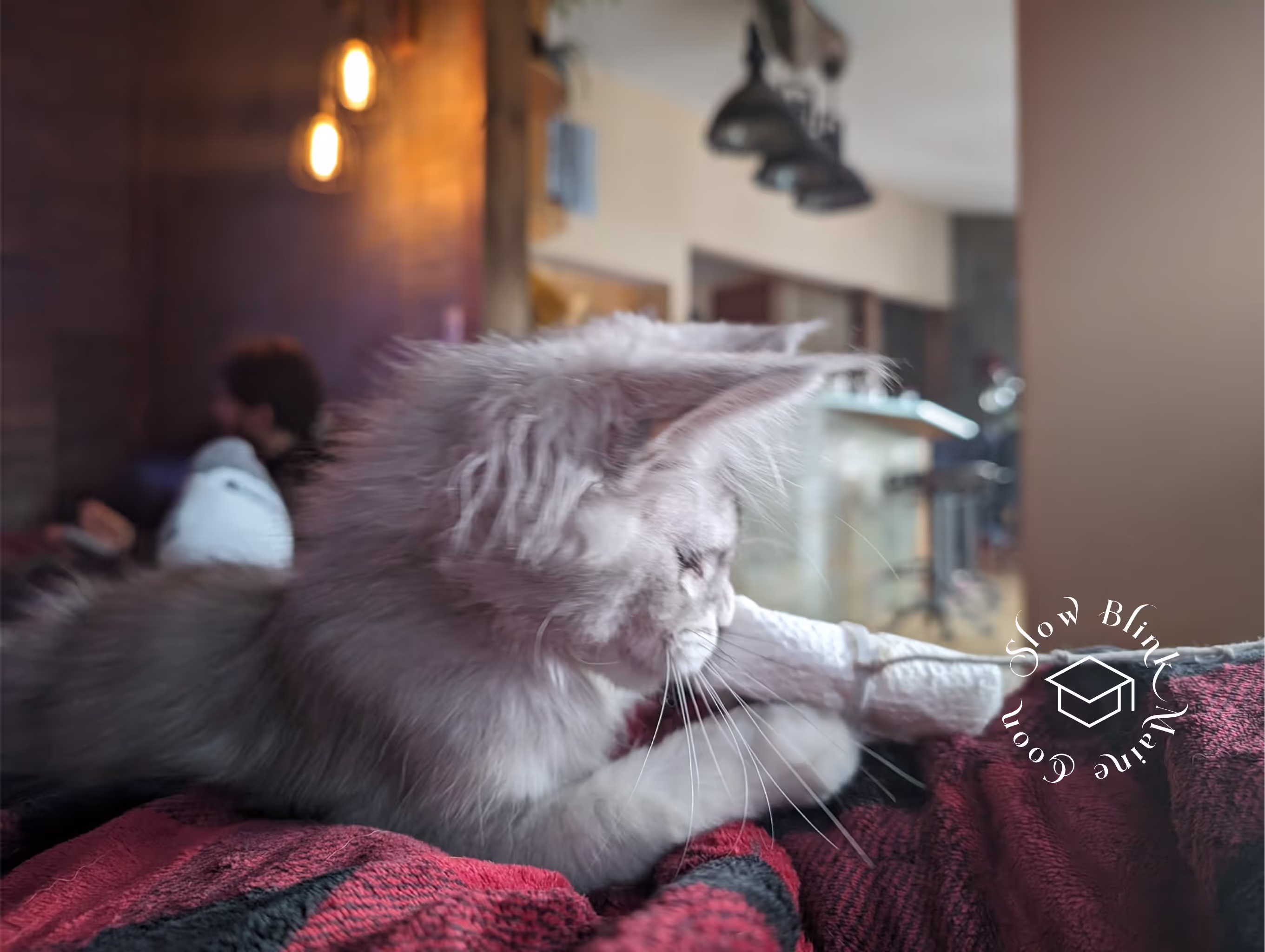 high silver | maine coon kitten | black silver tabby | ems code mco ems 22 | male Customer Pictures of their Maine Coon Cats and Kittens who "Graduated" from SlowBlink MaineCoons > high silver | maine coon kitten | black silver tabby | ems code mco ems 22 | male | idx60