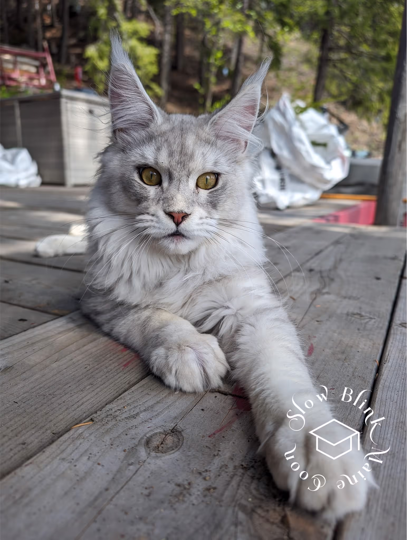 high silver | maine coon kitten | black silver tabby | ems code mco ems 22 | male Customer Pictures of their Maine Coon Cats and Kittens who "Graduated" from SlowBlink MaineCoons > high silver | maine coon kitten | black silver tabby | ems code mco ems 22 | male | idx63