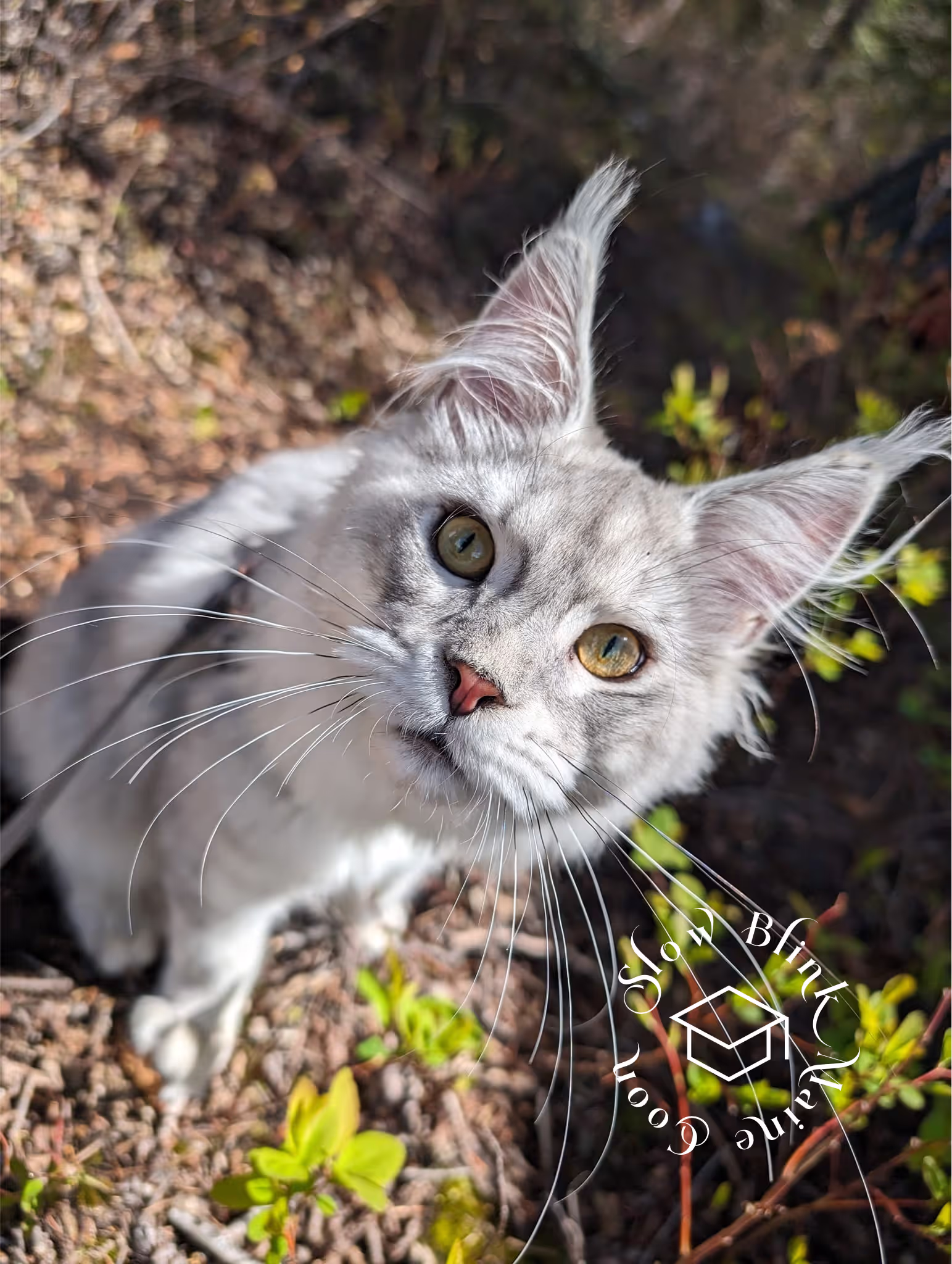 high silver | maine coon kitten | black silver tabby | ems code mco ems 22 | male Customer Pictures of their Maine Coon Cats and Kittens who "Graduated" from SlowBlink MaineCoons > high silver | maine coon kitten | black silver tabby | ems code mco ems 22 | male | idx64