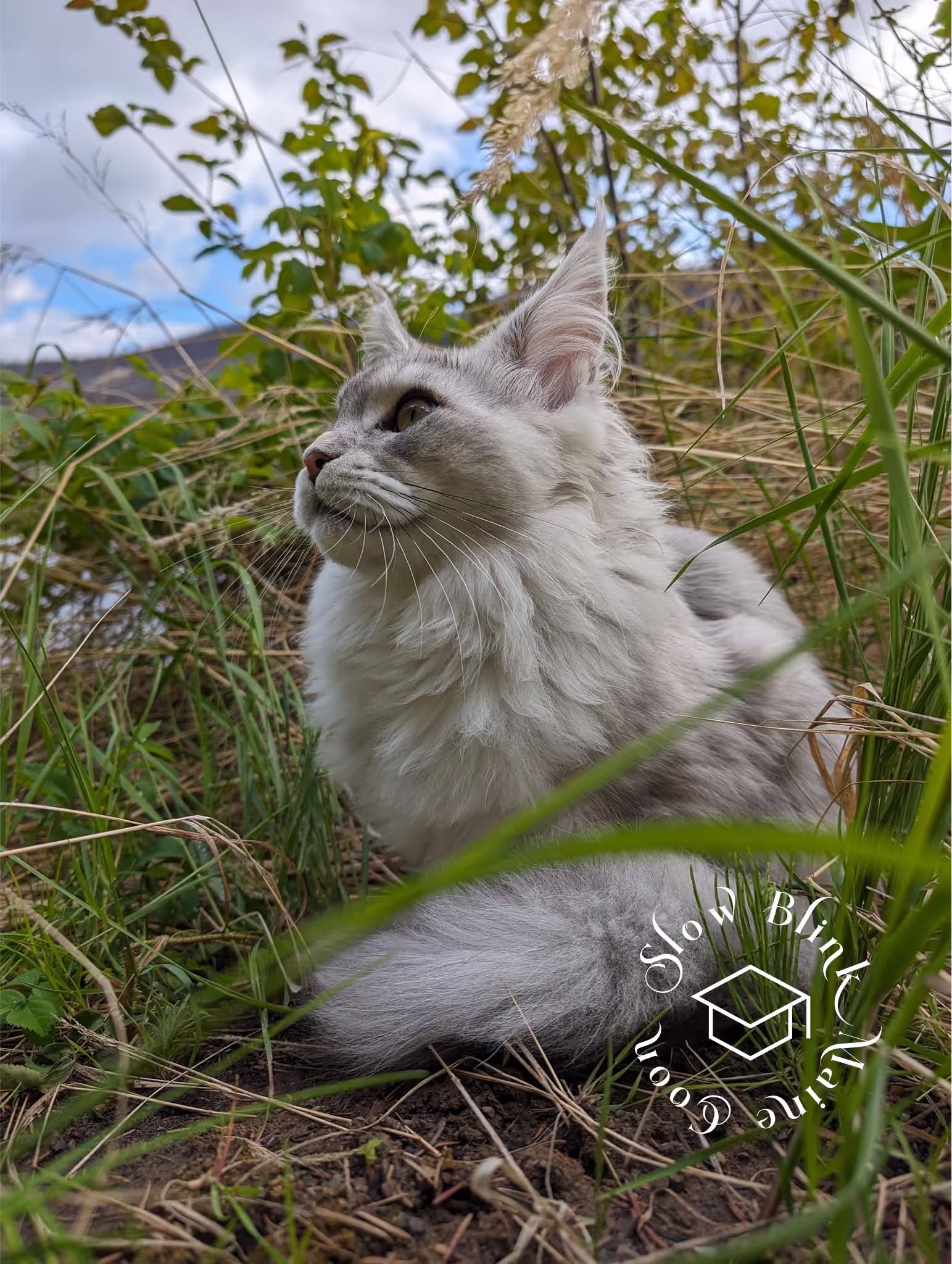 high silver | maine coon kitten | black silver tabby | ems code mco ems 22 | male Customer Pictures of their Maine Coon Cats and Kittens who "Graduated" from SlowBlink MaineCoons > high silver | maine coon kitten | black silver tabby | ems code mco ems 22 | male | idx65