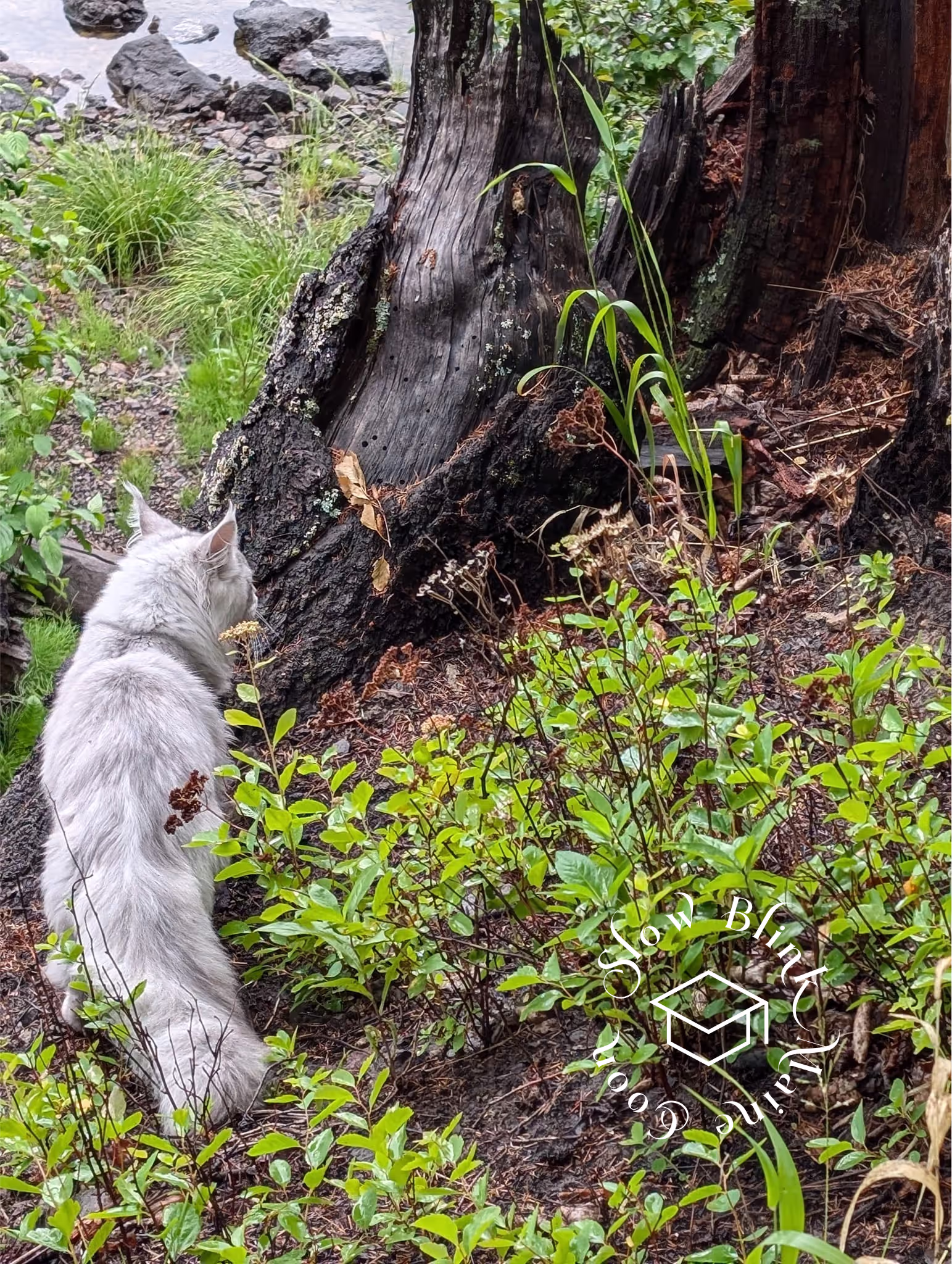 high silver | maine coon kitten | black silver tabby | ems code mco ems 22 | male Customer Pictures of their Maine Coon Cats and Kittens who "Graduated" from SlowBlink MaineCoons > high silver | maine coon kitten | black silver tabby | ems code mco ems 22 | male | idx66