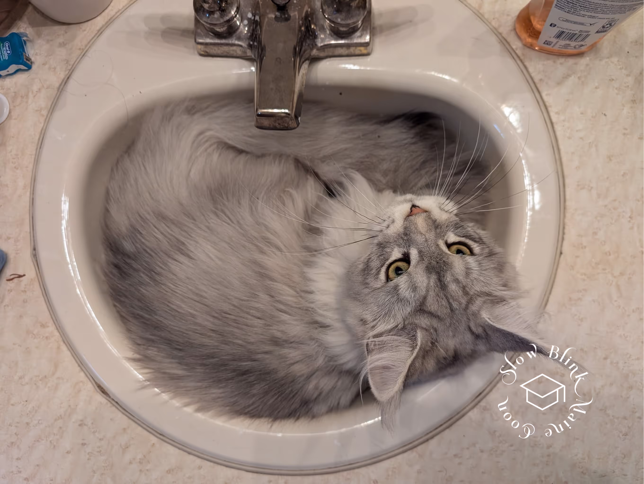 high silver | maine coon kitten | black silver tabby | ems code mco ems 22 | male Customer Pictures of their Maine Coon Cats and Kittens who "Graduated" from SlowBlink MaineCoons > high silver | maine coon kitten | black silver tabby | ems code mco ems 22 | male | idx68