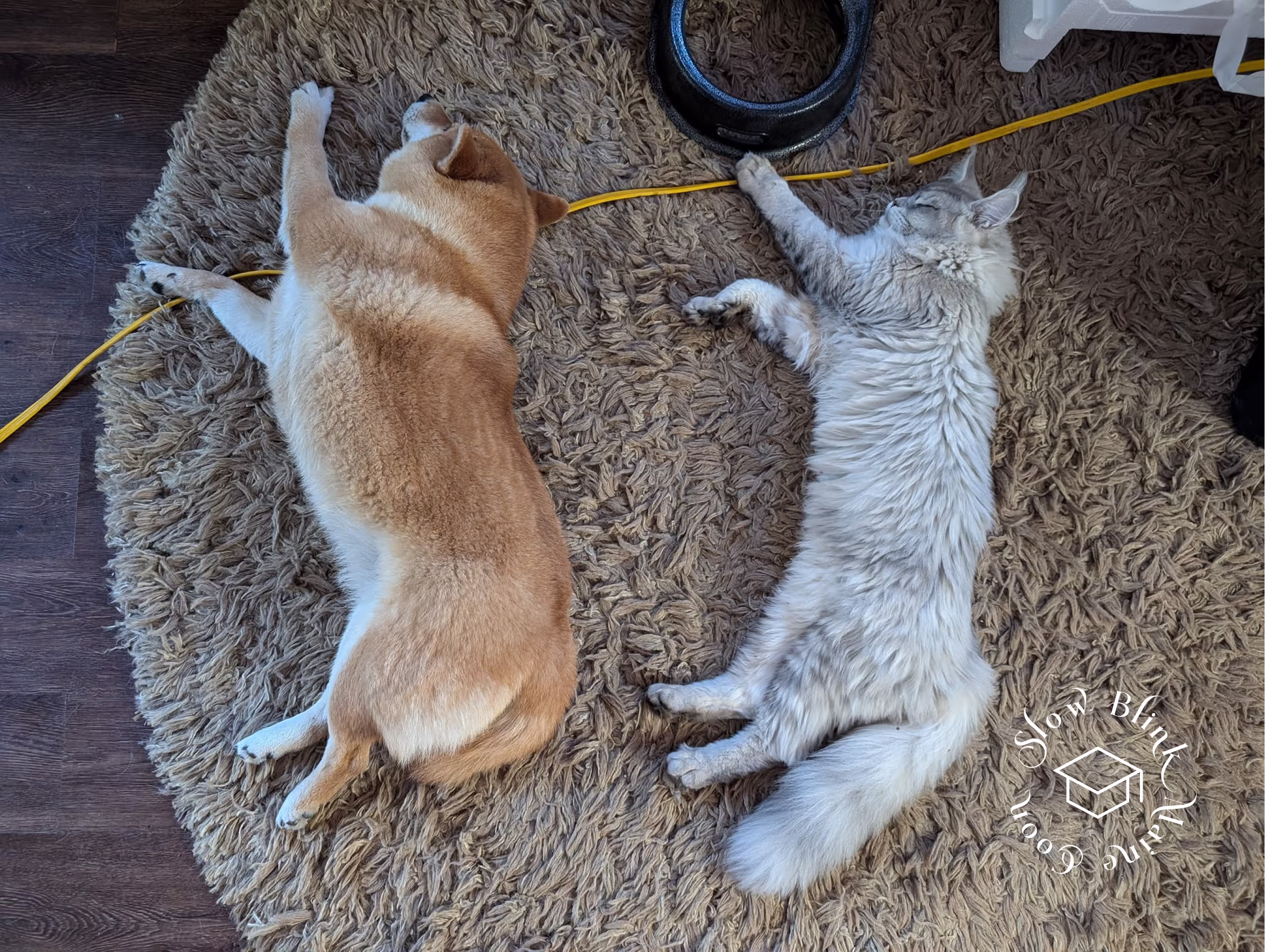 high silver | maine coon kitten | black silver tabby | ems code mco ems 22 | male Customer Pictures of their Maine Coon Cats and Kittens who "Graduated" from SlowBlink MaineCoons > high silver | maine coon kitten | black silver tabby | ems code mco ems 22 | male | idx69