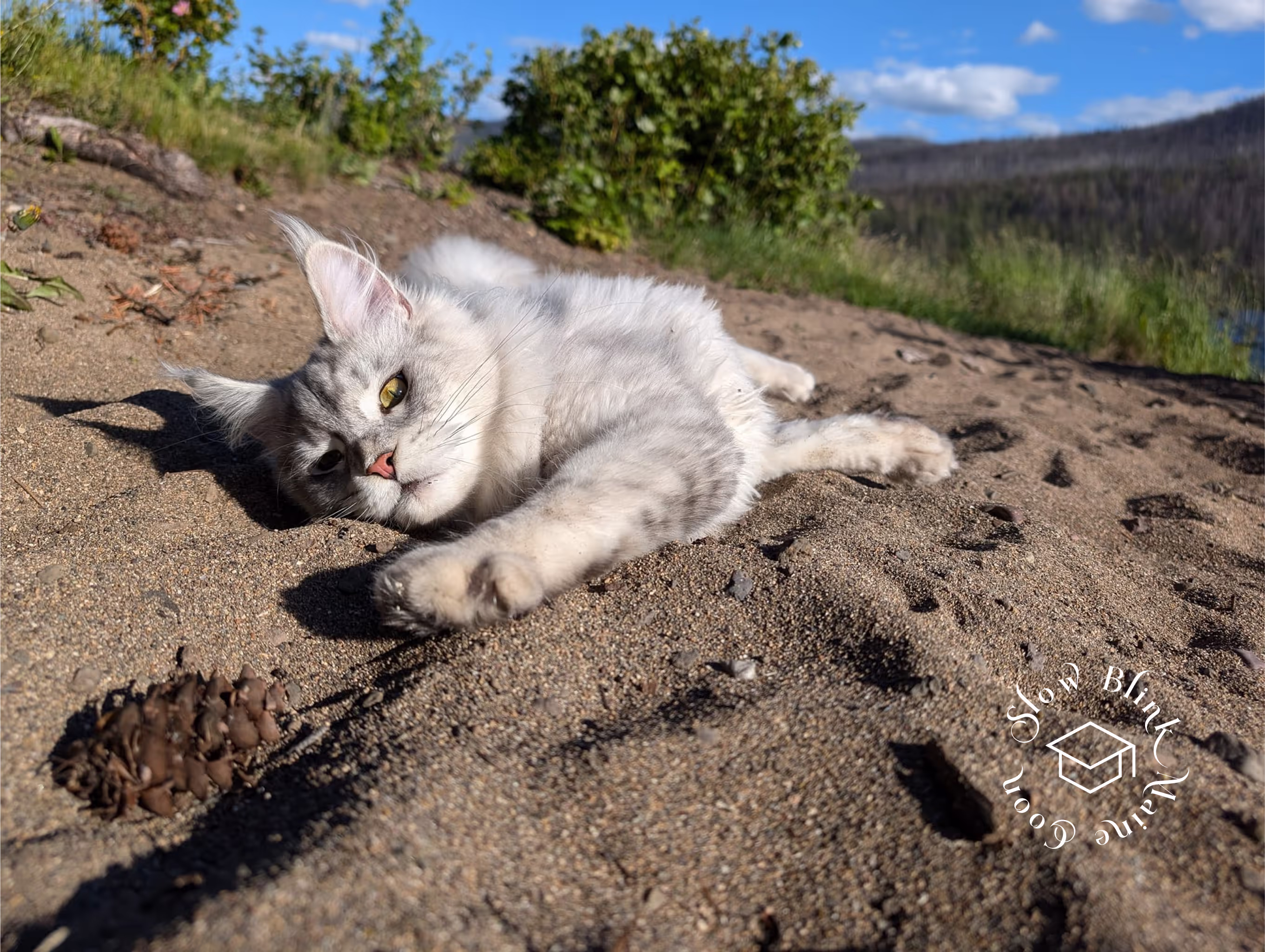 high silver | maine coon kitten | black silver tabby | ems code mco ems 22 | male Customer Pictures of their Maine Coon Cats and Kittens who "Graduated" from SlowBlink MaineCoons > high silver | maine coon kitten | black silver tabby | ems code mco ems 22 | male | idx71