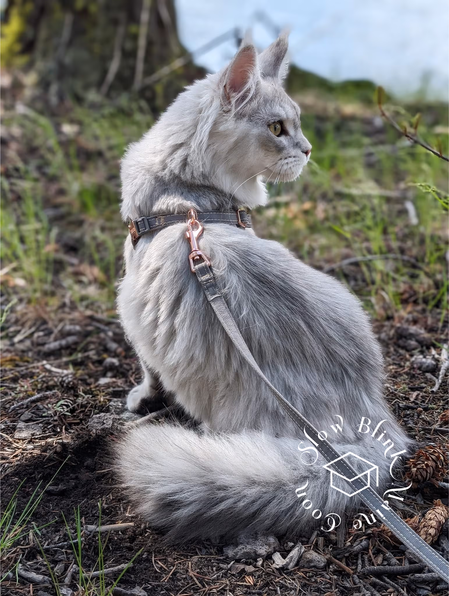 high silver | maine coon kitten | black silver tabby | ems code mco ems 22 | male Customer Pictures of their Maine Coon Cats and Kittens who "Graduated" from SlowBlink MaineCoons > high silver | maine coon kitten | black silver tabby | ems code mco ems 22 | male | idx72