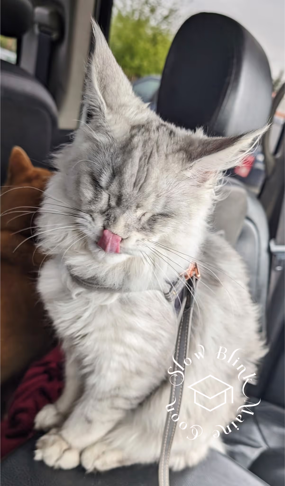 high silver | maine coon kitten | black silver tabby | ems code mco ems 22 | male Customer Pictures of their Maine Coon Cats and Kittens who "Graduated" from SlowBlink MaineCoons > high silver | maine coon kitten | black silver tabby | ems code mco ems 22 | male | idx73