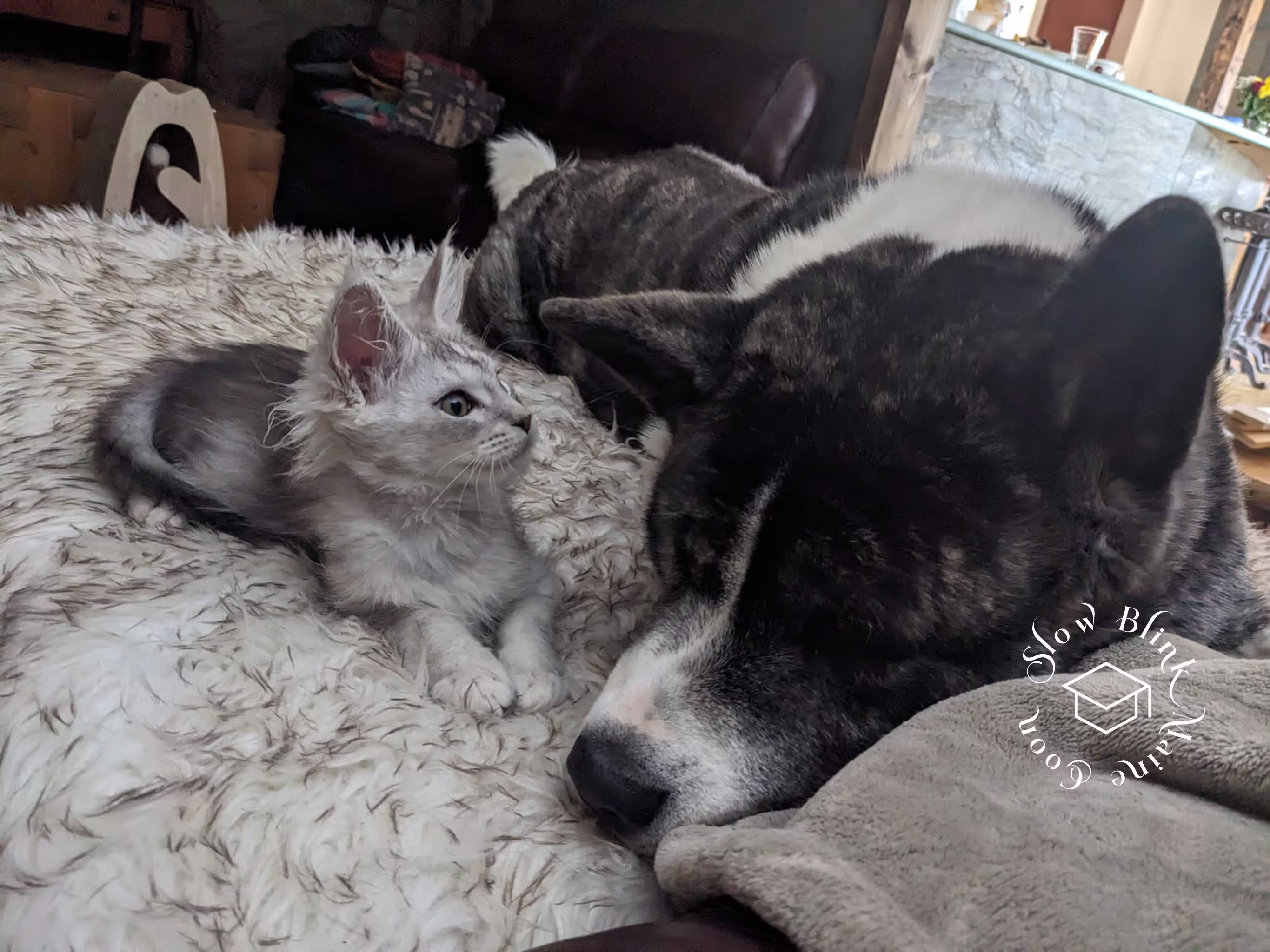 high silver | maine coon kitten | black silver tabby | ems code mco ems 22 | male Customer Pictures of their Maine Coon Cats and Kittens who "Graduated" from SlowBlink MaineCoons > high silver | maine coon kitten | black silver tabby | ems code mco ems 22 | male | idx74