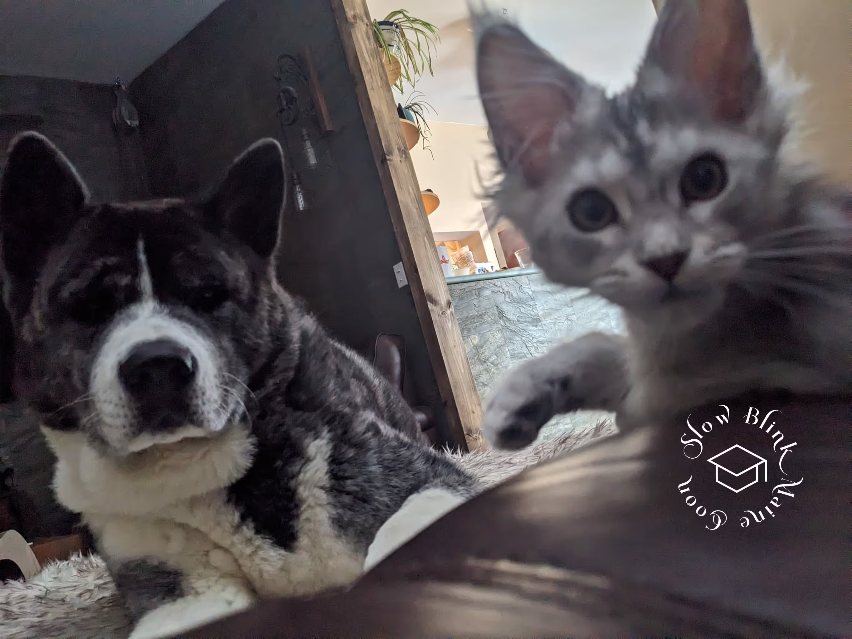 high silver | maine coon kitten | black silver tabby | ems code mco ems 22 | male Customer Pictures of their Maine Coon Cats and Kittens who "Graduated" from SlowBlink MaineCoons > high silver | maine coon kitten | black silver tabby | ems code mco ems 22 | male | idx75