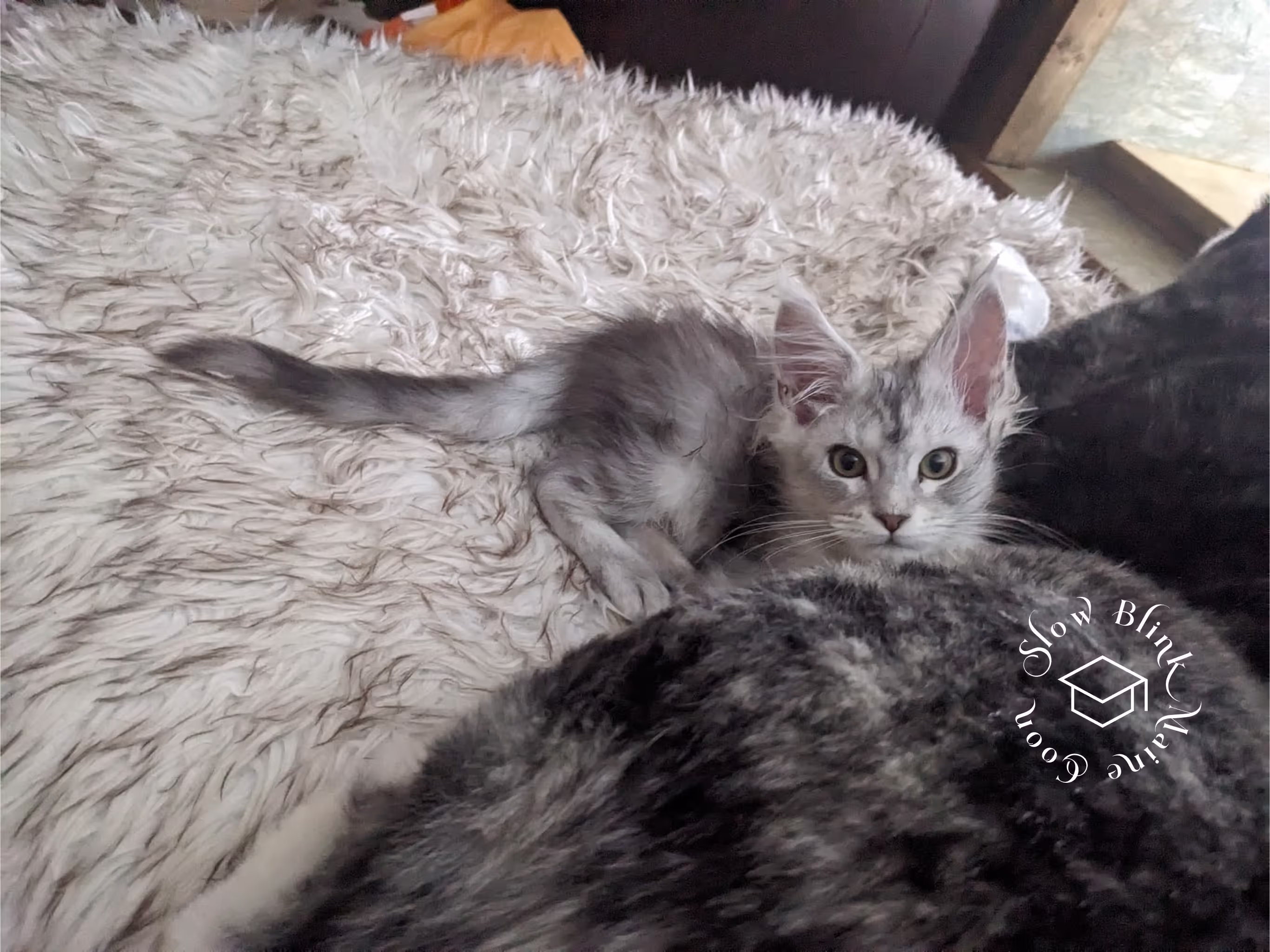 high silver | maine coon kitten | black silver tabby | ems code mco ems 22 | male Customer Pictures of their Maine Coon Cats and Kittens who "Graduated" from SlowBlink MaineCoons > high silver | maine coon kitten | black silver tabby | ems code mco ems 22 | male | idx76