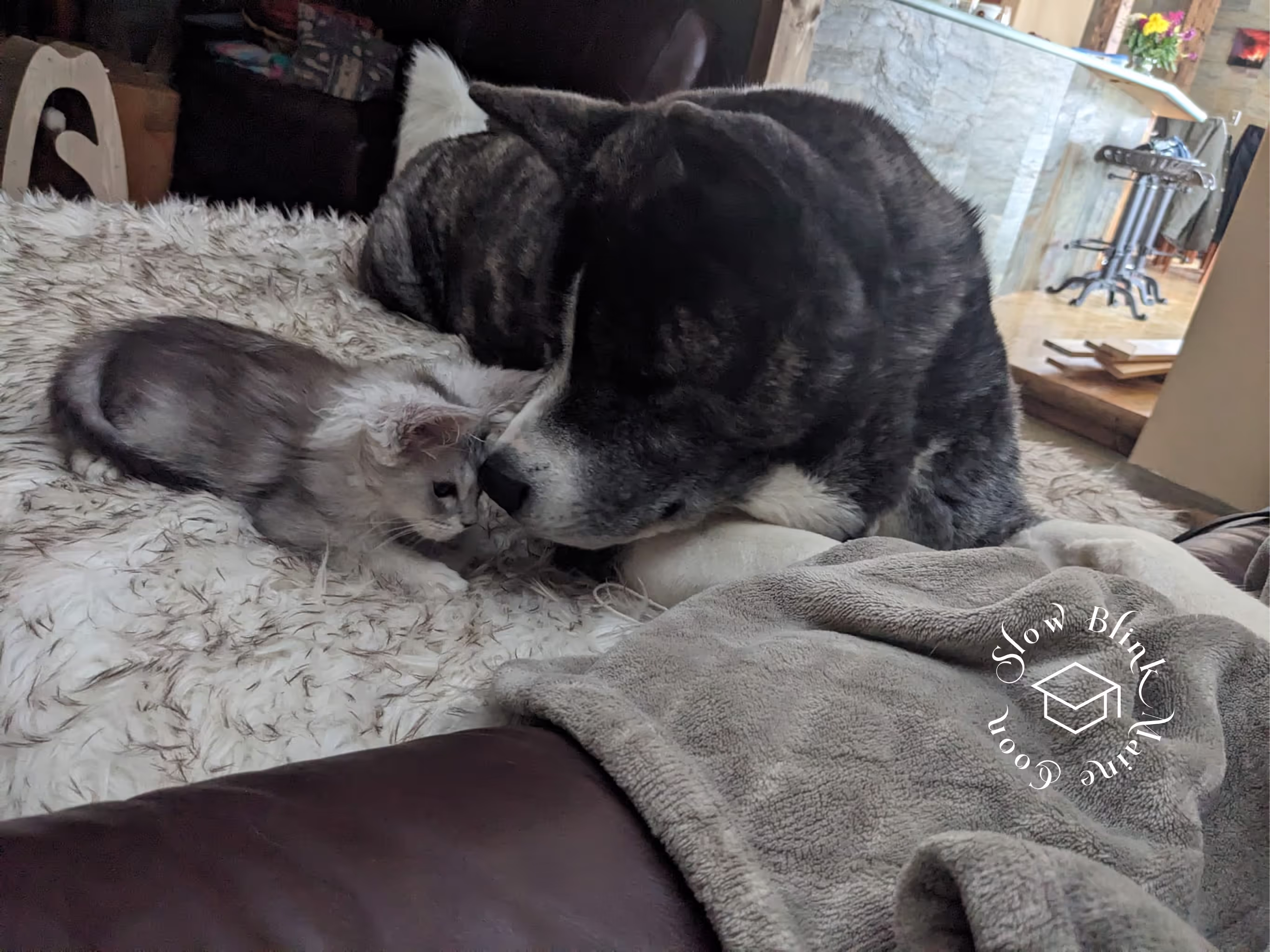 high silver | maine coon kitten | black silver tabby | ems code mco ems 22 | male Customer Pictures of their Maine Coon Cats and Kittens who "Graduated" from SlowBlink MaineCoons > high silver | maine coon kitten | black silver tabby | ems code mco ems 22 | male | idx77
