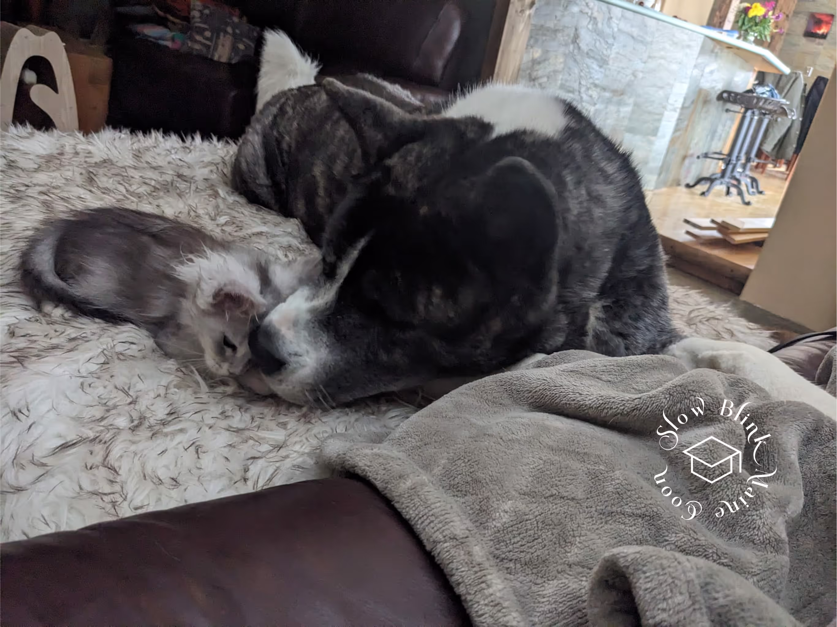 high silver | maine coon kitten | black silver tabby | ems code mco ems 22 | male Customer Pictures of their Maine Coon Cats and Kittens who "Graduated" from SlowBlink MaineCoons > high silver | maine coon kitten | black silver tabby | ems code mco ems 22 | male | idx79