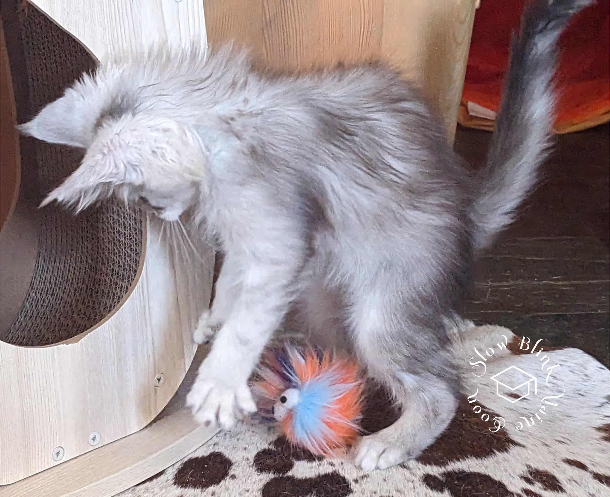 high silver | maine coon kitten | black silver tabby | ems code mco ems 22 | male Customer Pictures of their Maine Coon Cats and Kittens who "Graduated" from SlowBlink MaineCoons > high silver | maine coon kitten | black silver tabby | ems code mco ems 22 | male | idx80