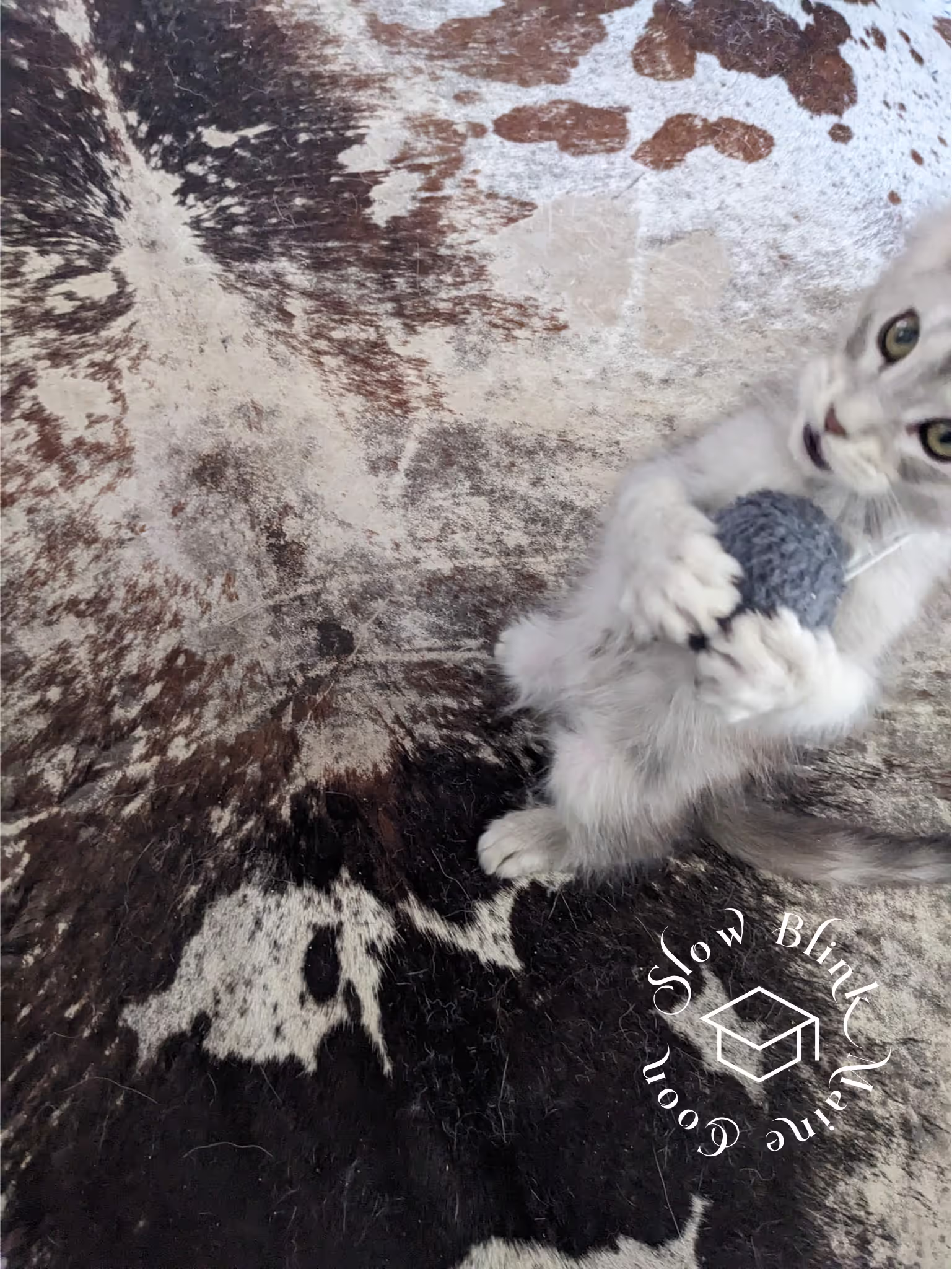 high silver | maine coon kitten | black silver tabby | ems code mco ems 22 | male Customer Pictures of their Maine Coon Cats and Kittens who "Graduated" from SlowBlink MaineCoons > high silver | maine coon kitten | black silver tabby | ems code mco ems 22 | male | idx81