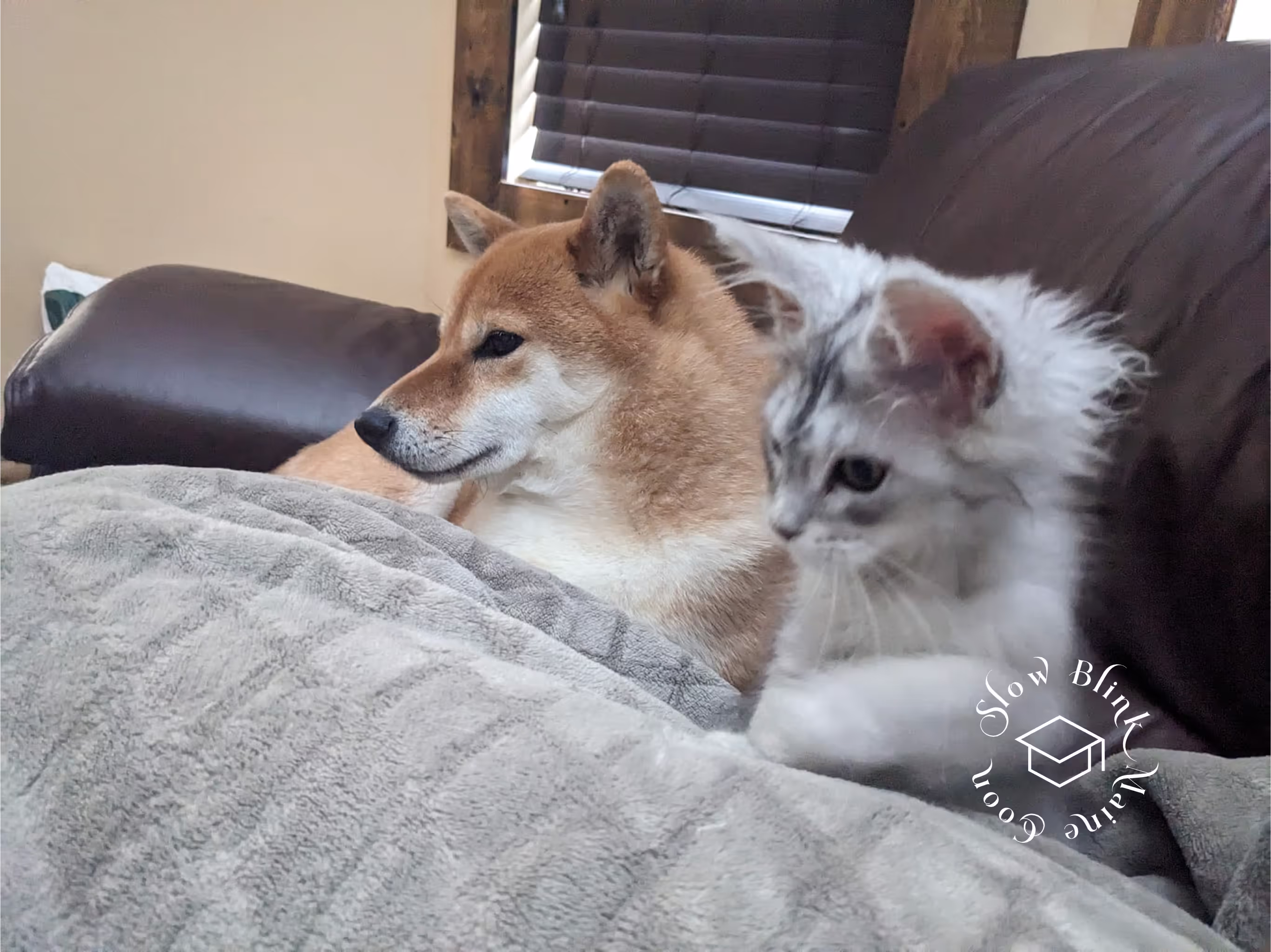 high silver | maine coon kitten | black silver tabby | ems code mco ems 22 | male Customer Pictures of their Maine Coon Cats and Kittens who "Graduated" from SlowBlink MaineCoons > high silver | maine coon kitten | black silver tabby | ems code mco ems 22 | male | idx82