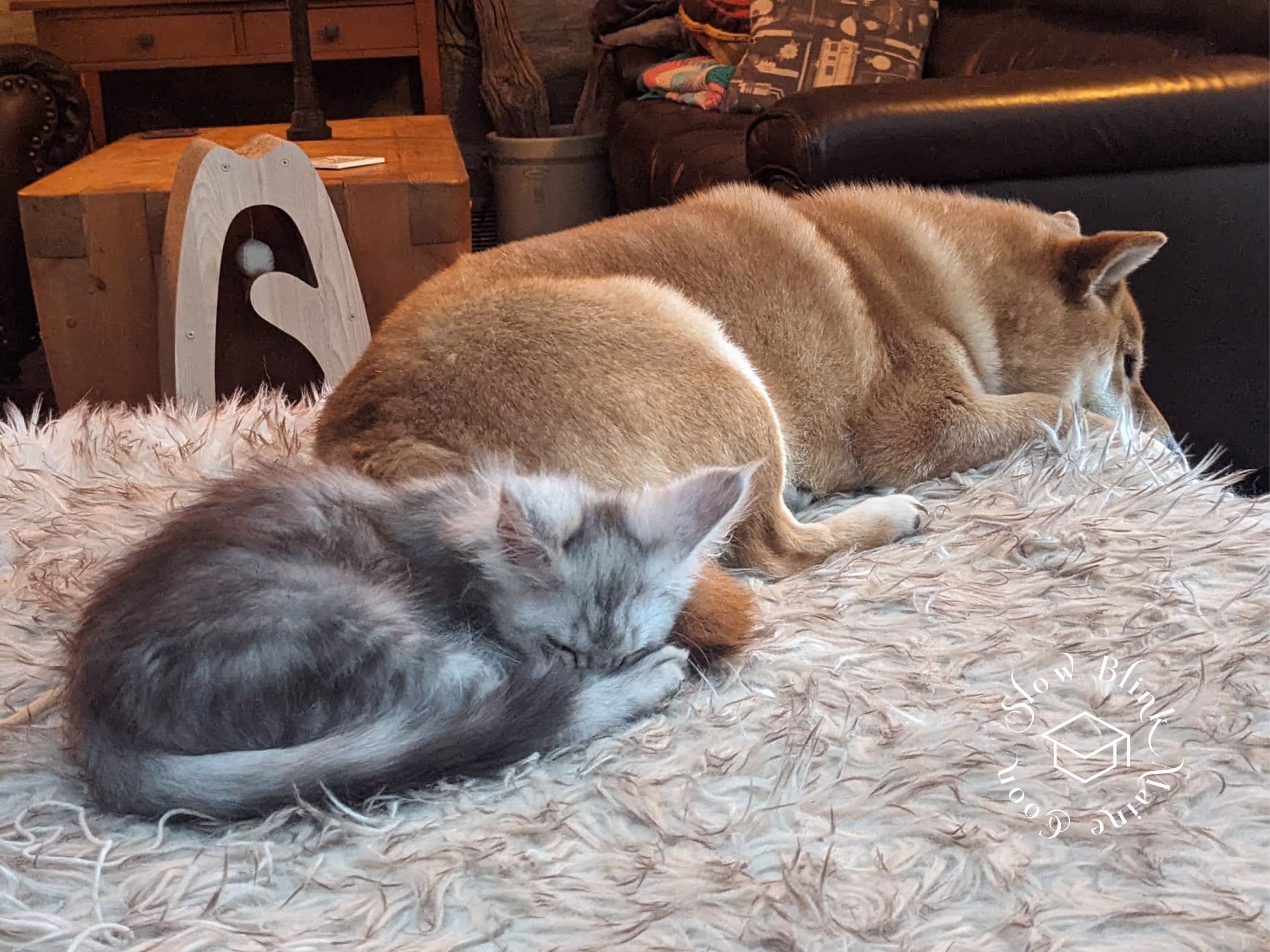 high silver | maine coon kitten | black silver tabby | ems code mco ems 22 | male Customer Pictures of their Maine Coon Cats and Kittens who "Graduated" from SlowBlink MaineCoons > high silver | maine coon kitten | black silver tabby | ems code mco ems 22 | male | idx83