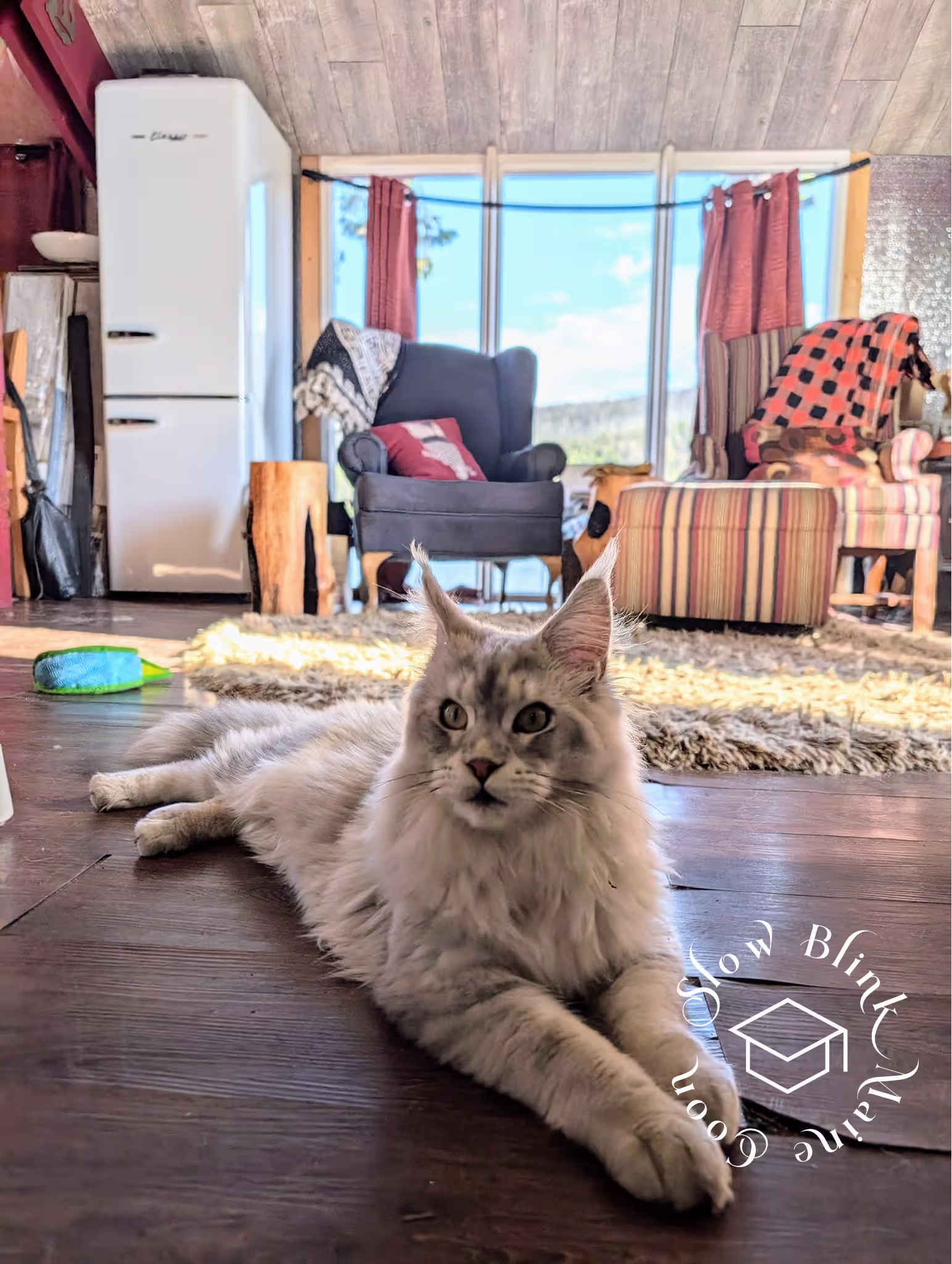 high silver | maine coon kitten | black silver tabby | ems code mco ems 22 | male Customer Pictures of their Maine Coon Cats and Kittens who "Graduated" from SlowBlink MaineCoons > high silver | maine coon kitten | black silver tabby | ems code mco ems 22 | male | idx84