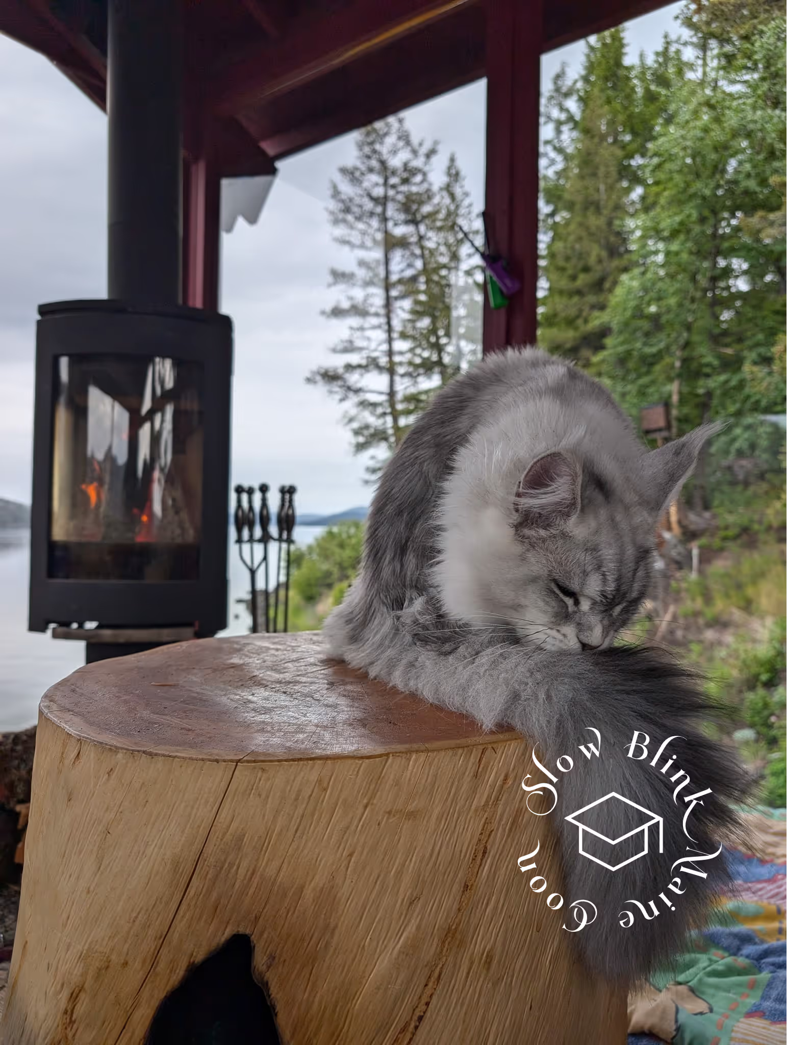 high silver | maine coon kitten | black silver tabby | ems code mco ems 22 | male Customer Pictures of their Maine Coon Cats and Kittens who "Graduated" from SlowBlink MaineCoons > high silver | maine coon kitten | black silver tabby | ems code mco ems 22 | male | idx85