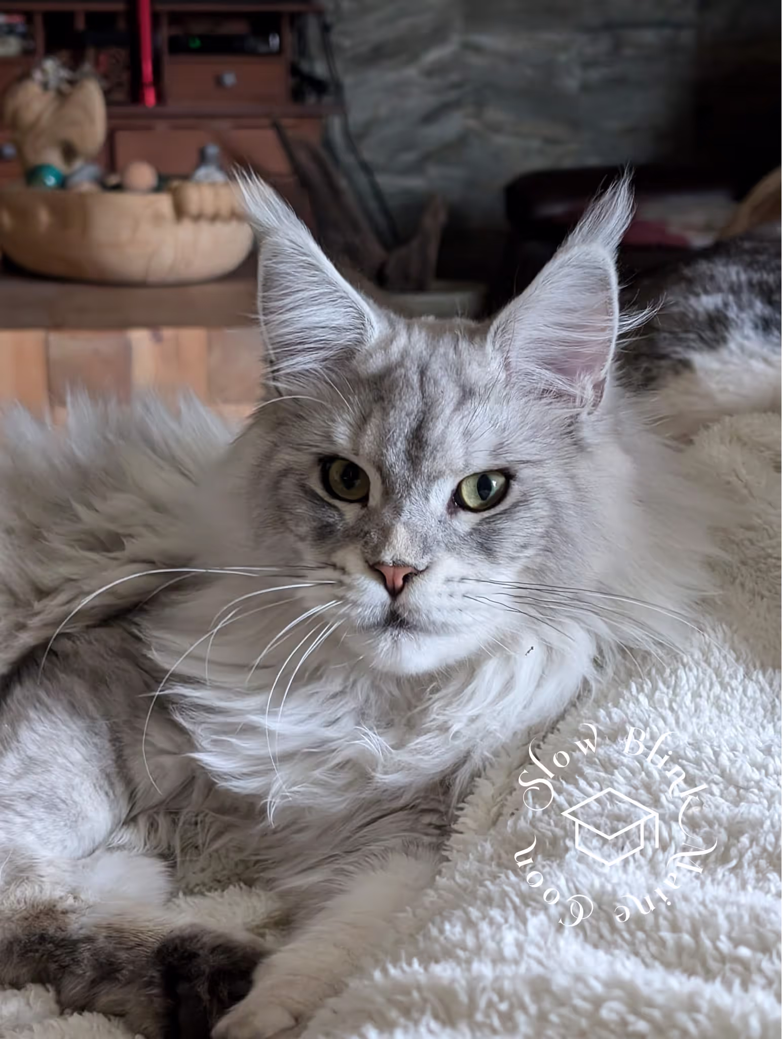 high silver | maine coon kitten | black silver tabby | ems code mco ems 22 | male Customer Pictures of their Maine Coon Cats and Kittens who "Graduated" from SlowBlink MaineCoons > high silver | maine coon kitten | black silver tabby | ems code mco ems 22 | male | idx86