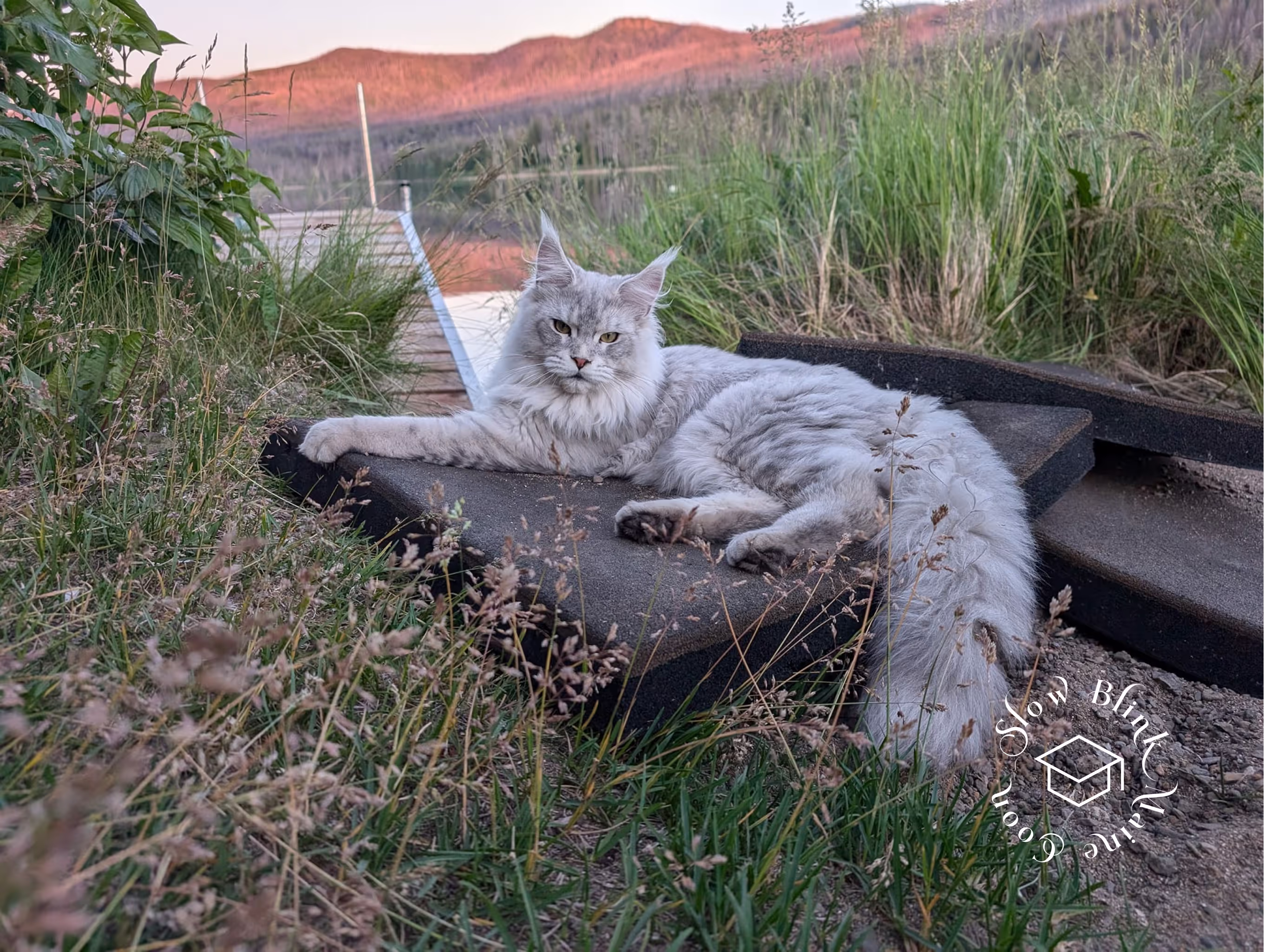 high silver | maine coon kitten | black silver tabby | ems code mco ems 22 | male Customer Pictures of their Maine Coon Cats and Kittens who "Graduated" from SlowBlink MaineCoons > high silver | maine coon kitten | black silver tabby | ems code mco ems 22 | male | idx87