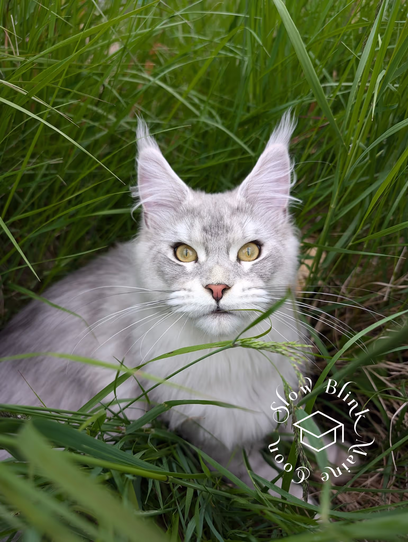 high silver | maine coon kitten | black silver tabby | ems code mco ems 22 | male Customer Pictures of their Maine Coon Cats and Kittens who "Graduated" from SlowBlink MaineCoons > high silver | maine coon kitten | black silver tabby | ems code mco ems 22 | male | idx88