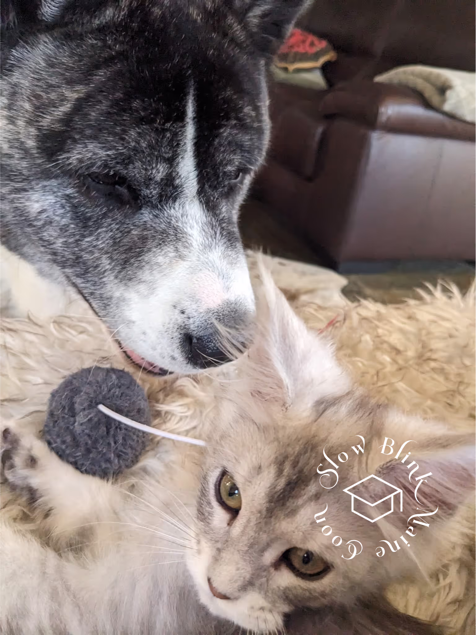high silver | maine coon kitten | black silver tabby | ems code mco ems 22 | male Customer Pictures of their Maine Coon Cats and Kittens who "Graduated" from SlowBlink MaineCoons > high silver | maine coon kitten | black silver tabby | ems code mco ems 22 | male | idx89