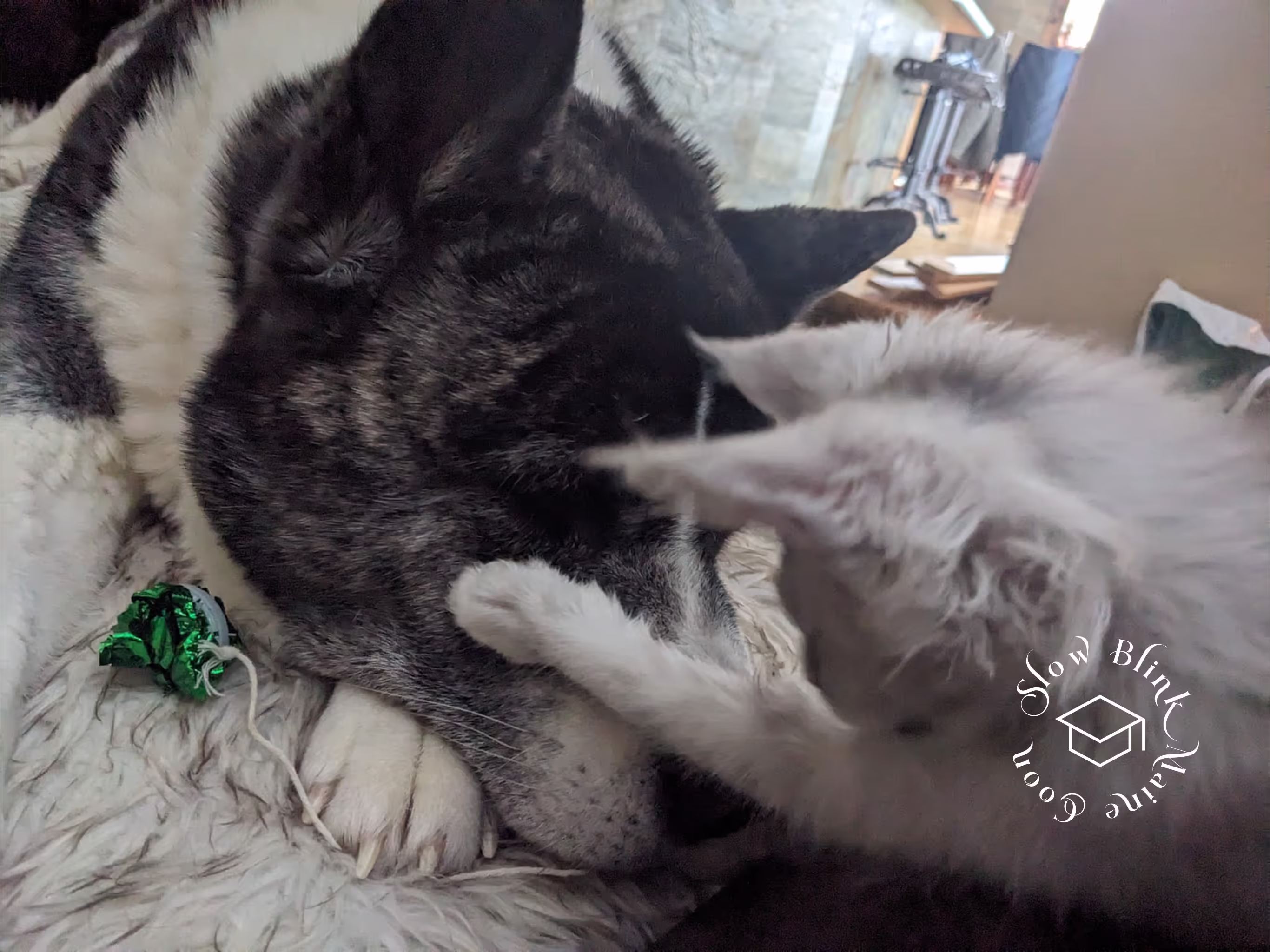 high silver | maine coon kitten | black silver tabby | ems code mco ems 22 | male Customer Pictures of their Maine Coon Cats and Kittens who "Graduated" from SlowBlink MaineCoons > high silver | maine coon kitten | black silver tabby | ems code mco ems 22 | male | idx90