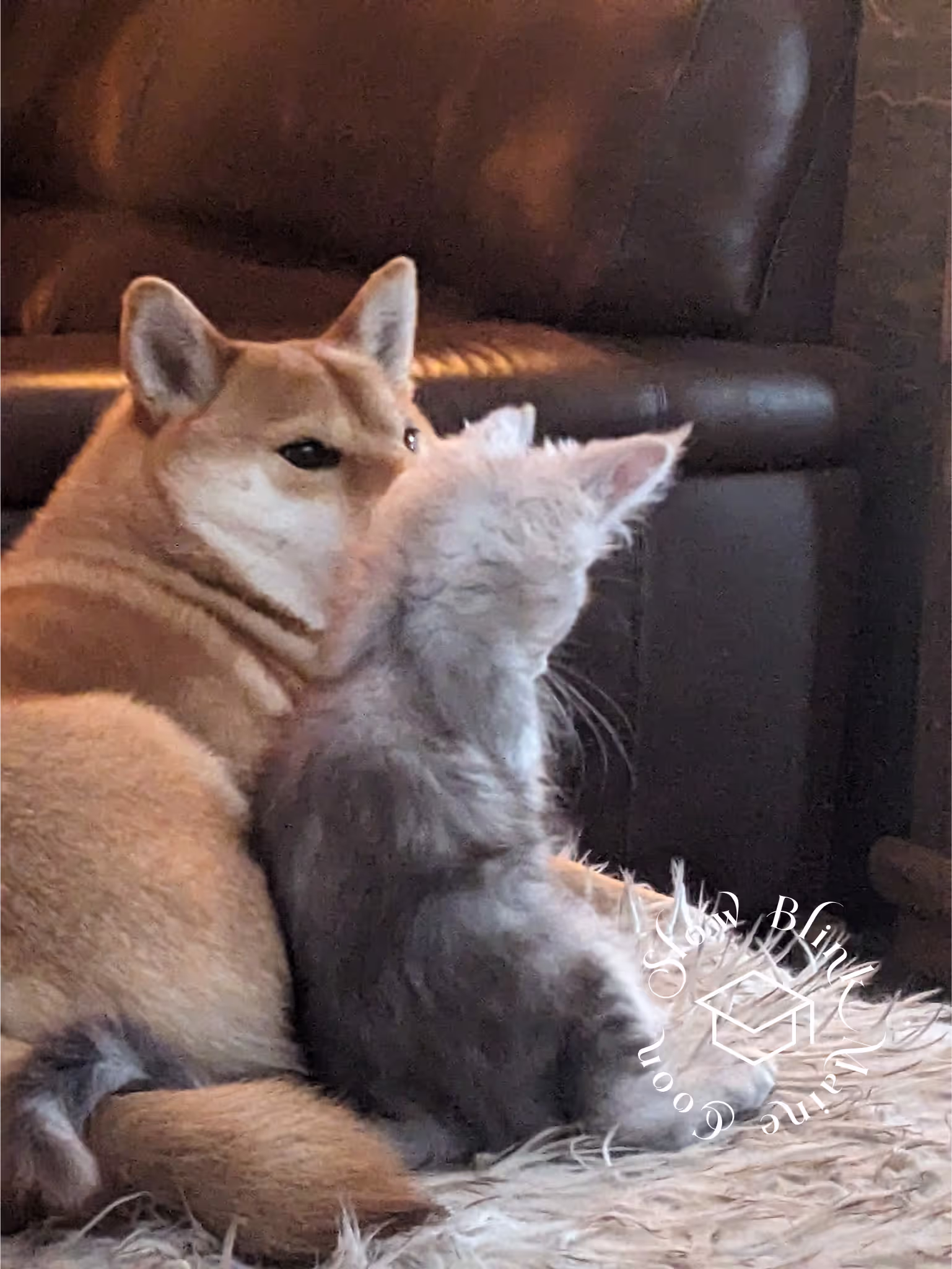 high silver | maine coon kitten | black silver tabby | ems code mco ems 22 | male Customer Pictures of their Maine Coon Cats and Kittens who "Graduated" from SlowBlink MaineCoons > high silver | maine coon kitten | black silver tabby | ems code mco ems 22 | male | idx91