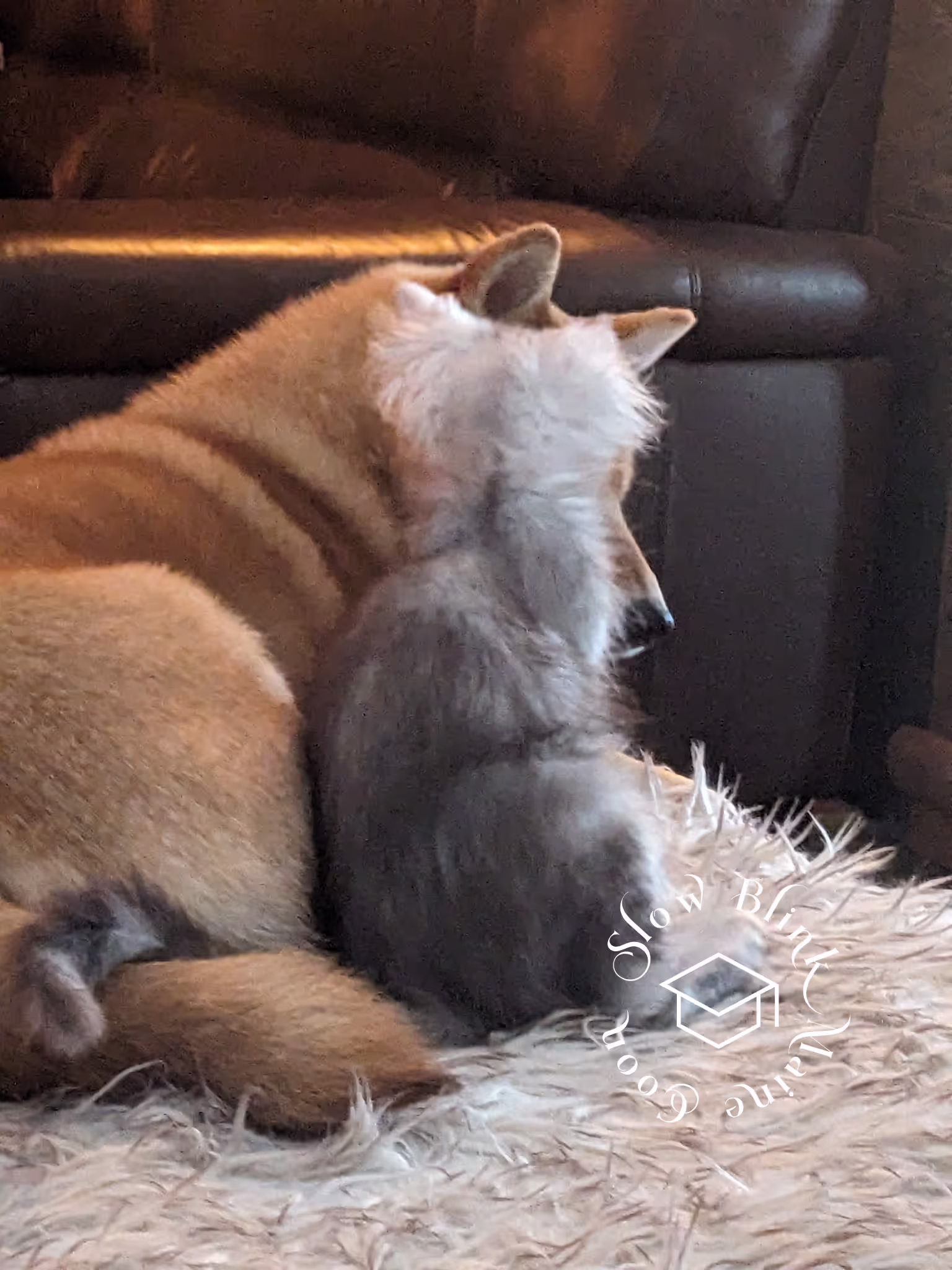 high silver | maine coon kitten | black silver tabby | ems code mco ems 22 | male Customer Pictures of their Maine Coon Cats and Kittens who "Graduated" from SlowBlink MaineCoons > high silver | maine coon kitten | black silver tabby | ems code mco ems 22 | male | idx94