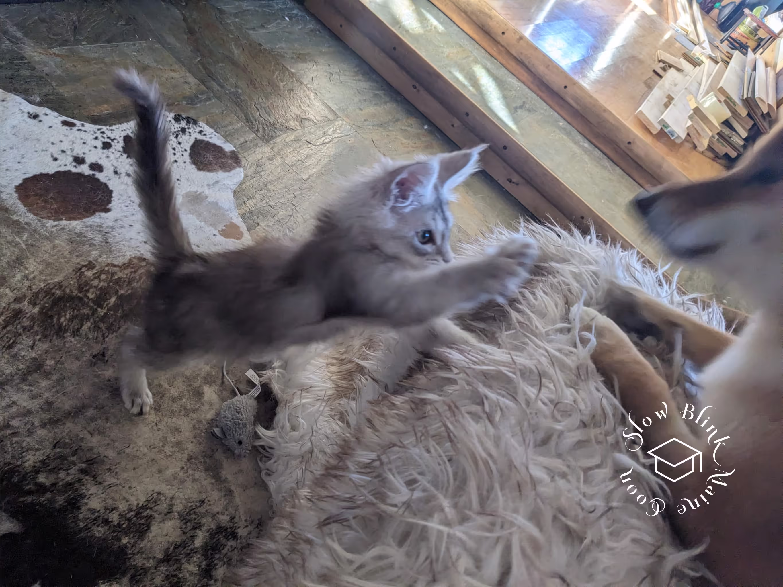 high silver | maine coon kitten | black silver tabby | ems code mco ems 22 | male Customer Pictures of their Maine Coon Cats and Kittens who "Graduated" from SlowBlink MaineCoons > high silver | maine coon kitten | black silver tabby | ems code mco ems 22 | male | idx96