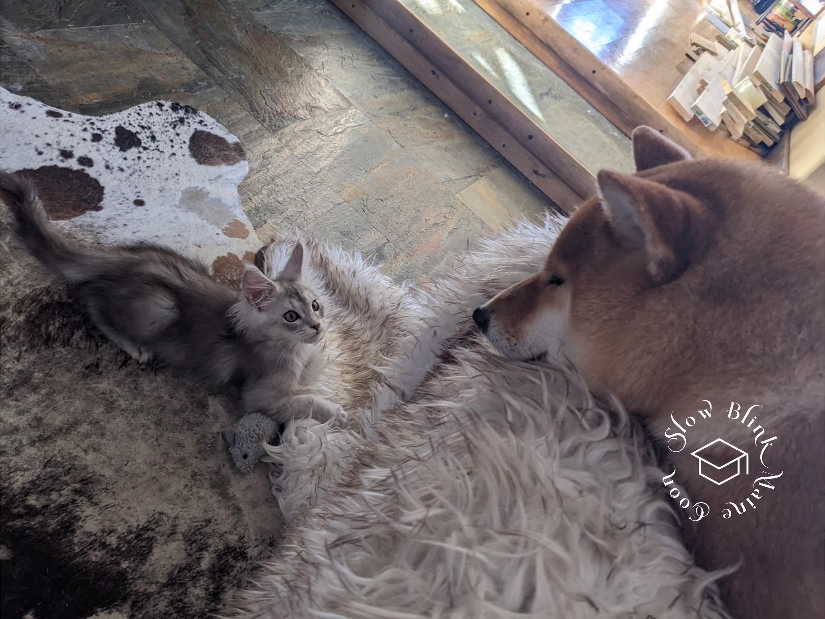 high silver | maine coon kitten | black silver tabby | ems code mco ems 22 | male Customer Pictures of their Maine Coon Cats and Kittens who "Graduated" from SlowBlink MaineCoons > high silver | maine coon kitten | black silver tabby | ems code mco ems 22 | male | idx97