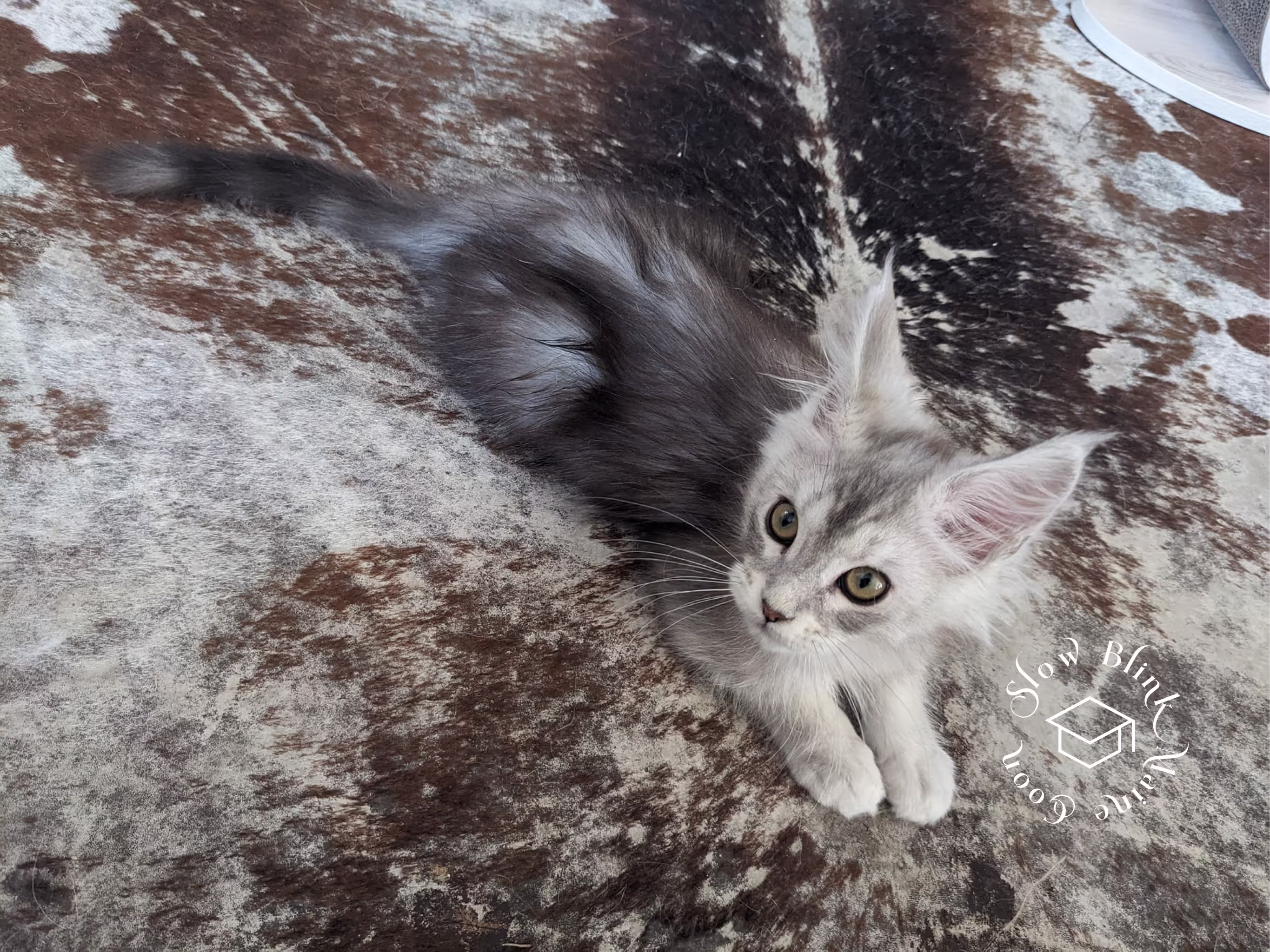 high silver | maine coon kitten | black silver tabby | ems code mco ems 22 | male Customer Pictures of their Maine Coon Cats and Kittens who "Graduated" from SlowBlink MaineCoons > high silver | maine coon kitten | black silver tabby | ems code mco ems 22 | male | idx98