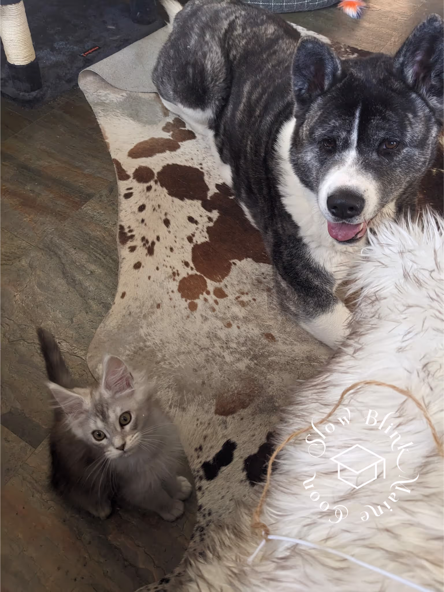 high silver | maine coon kitten | black silver tabby | ems code mco ems 22 | male Customer Pictures of their Maine Coon Cats and Kittens who "Graduated" from SlowBlink MaineCoons > high silver | maine coon kitten | black silver tabby | ems code mco ems 22 | male | idx99