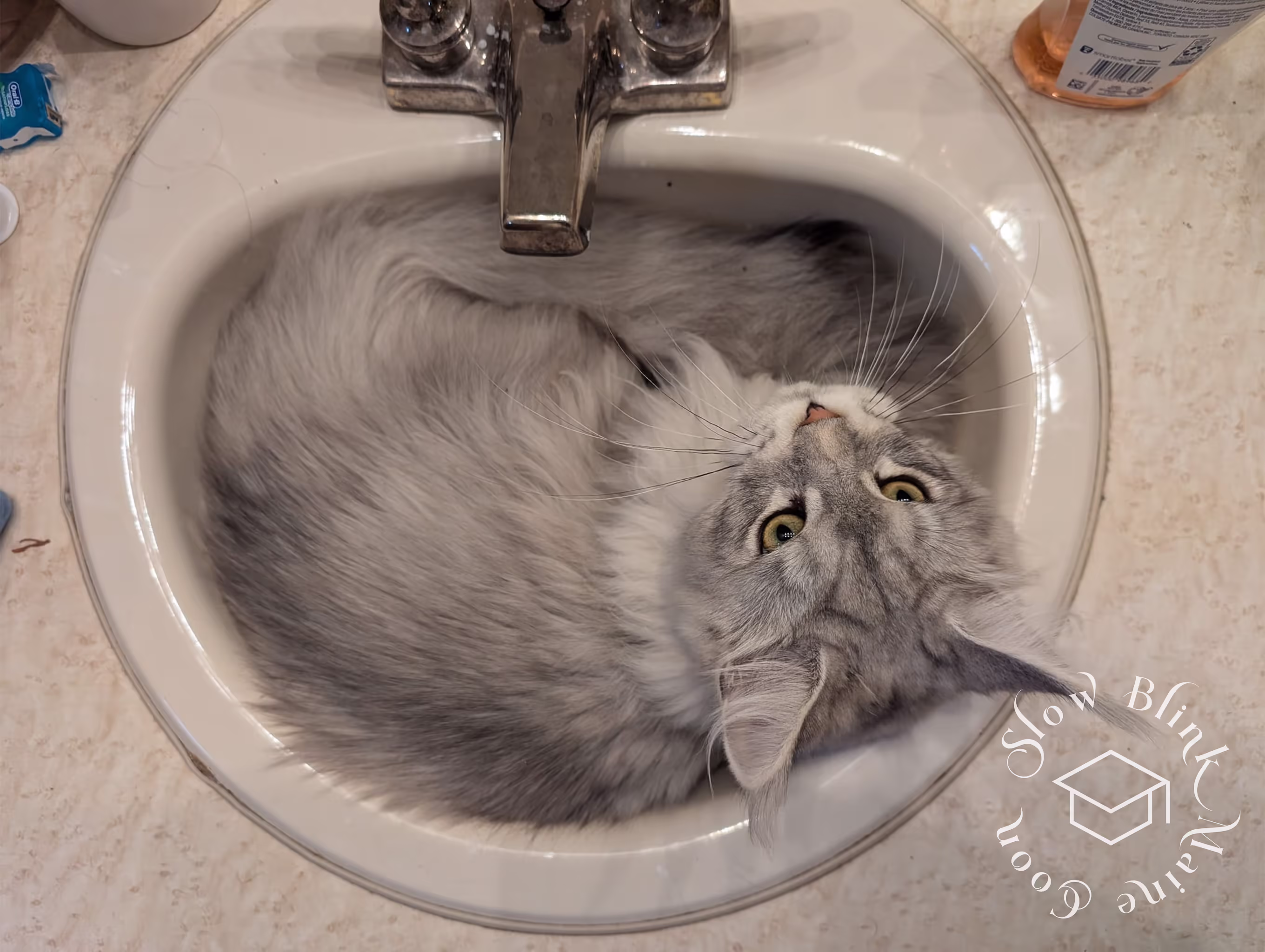 high silver maine coon kitten | slowblink maine coons | customer tracey | ems code ns 21 Customer Pictures of their Maine Coon Cats and Kittens who "Graduated" from SlowBlink MaineCoons > high silver maine coon kitten | slowblink maine coons | customer tracey | ems code ns 21 | cat in sink