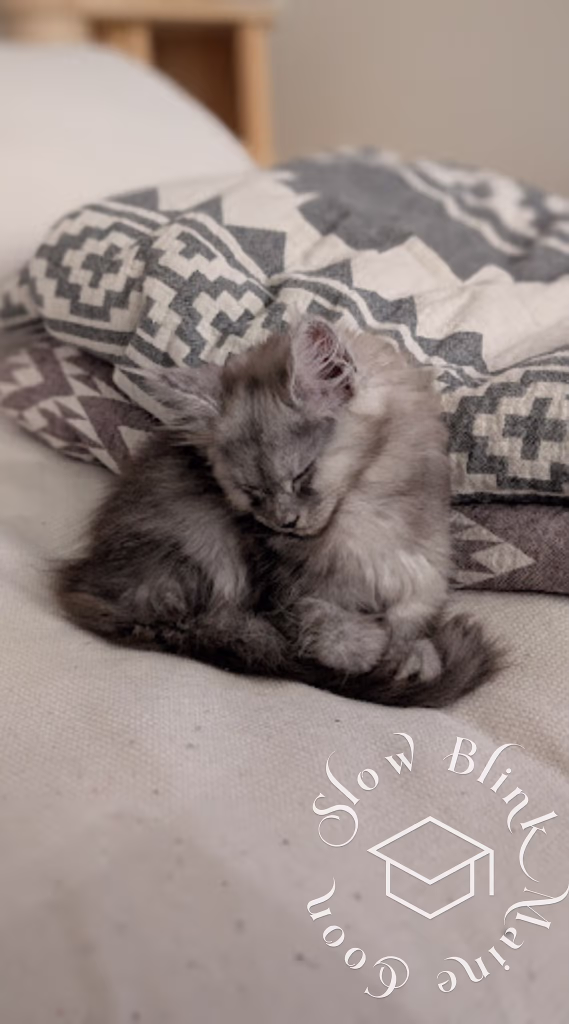 high smoke maine coon kitten | female | ems code ns | age 14 weeks | taken dec 2024 Customer Pictures of their Maine Coon Cats and Kittens who "Graduated" from SlowBlink MaineCoons > high smoke maine coon kitten | female | ems code ns | age 14 weeks | taken dec 2024 | sleeping