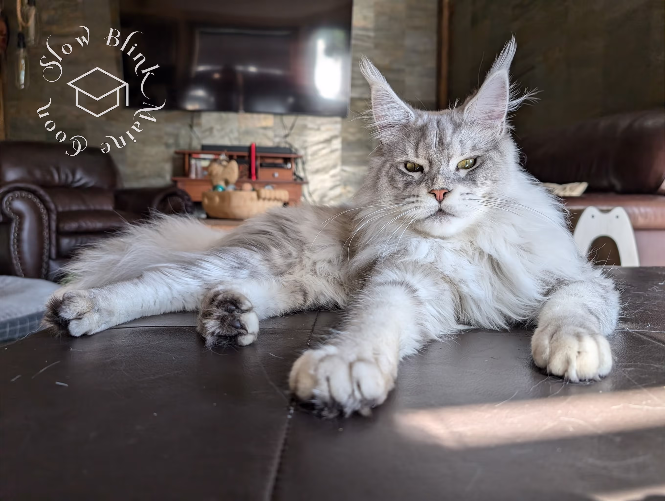 maine coon kitten | slowblink maine coons Customer Pictures of their Maine Coon Cats and Kittens who "Graduated" from SlowBlink MaineCoons > maine coon kitten | slowblink maine coons | customer 457036665