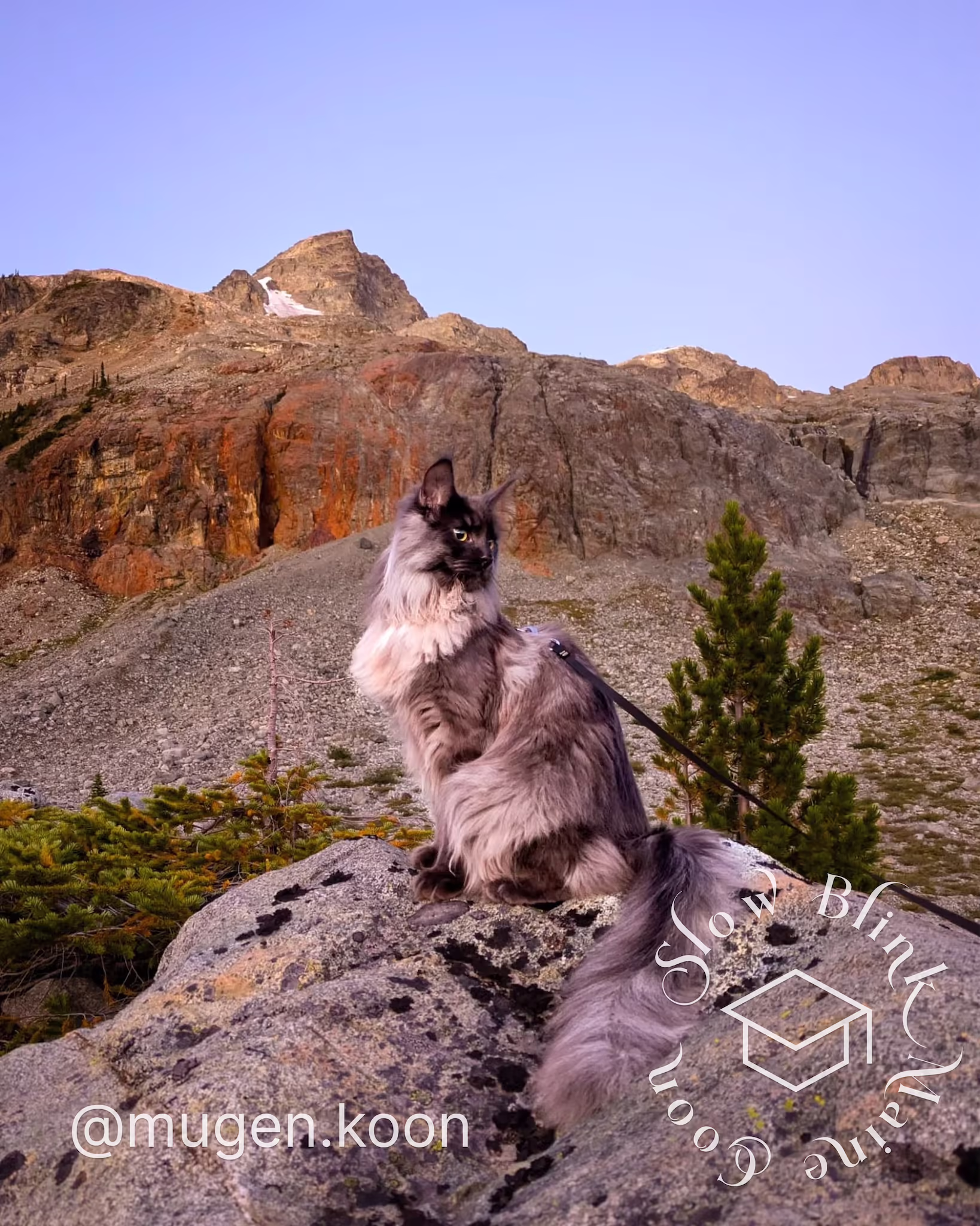mugen.koon | blue smoke maine coon | male | ems code mco as | dec 2024 | idx 01 Customer Pictures of their Maine Coon Cats and Kittens who "Graduated" from SlowBlink MaineCoons > mugen.koon | blue smoke maine coon | male | ems code mco as | dec 2024 | idx 01 | leash walk